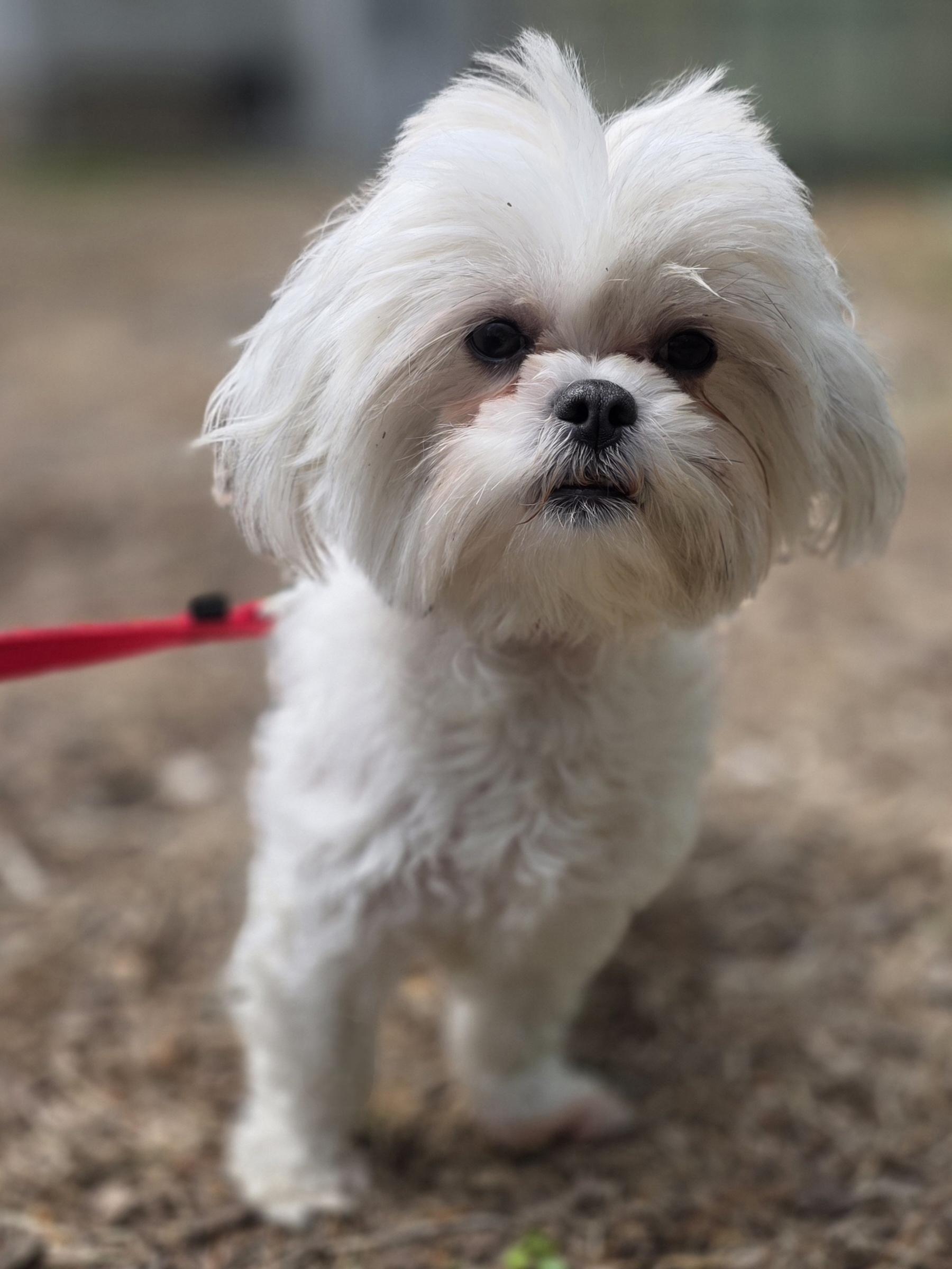 Molly, an adoptable mixed breed in Wayne, NJ image 6/6