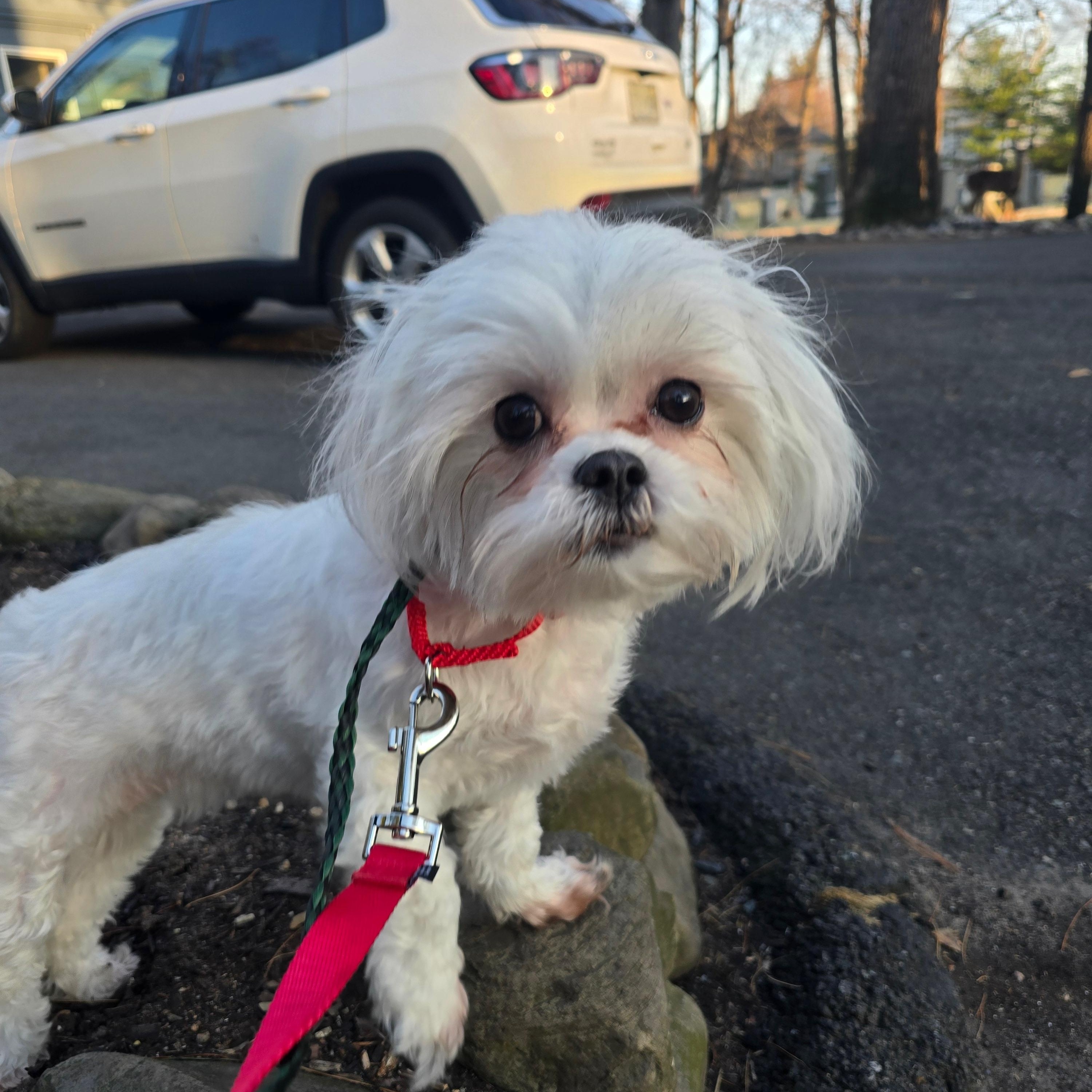 Enlarge Molly, an adoptable mixed breed in Wayne, NJ image 3/3