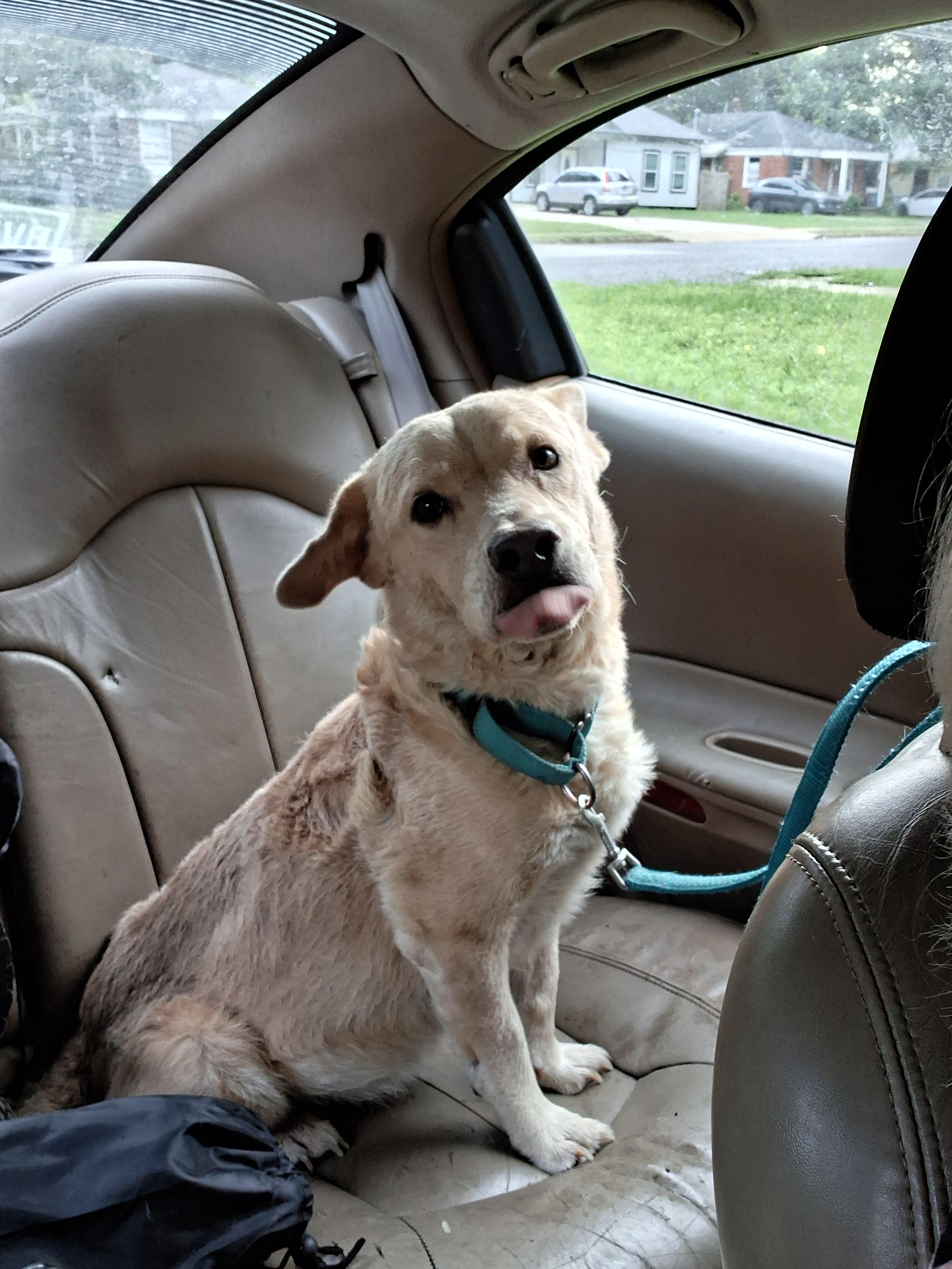 Enlarge Shorty, a ADOPTABLE Mixed Breed in Memphis, TN image 2/4
