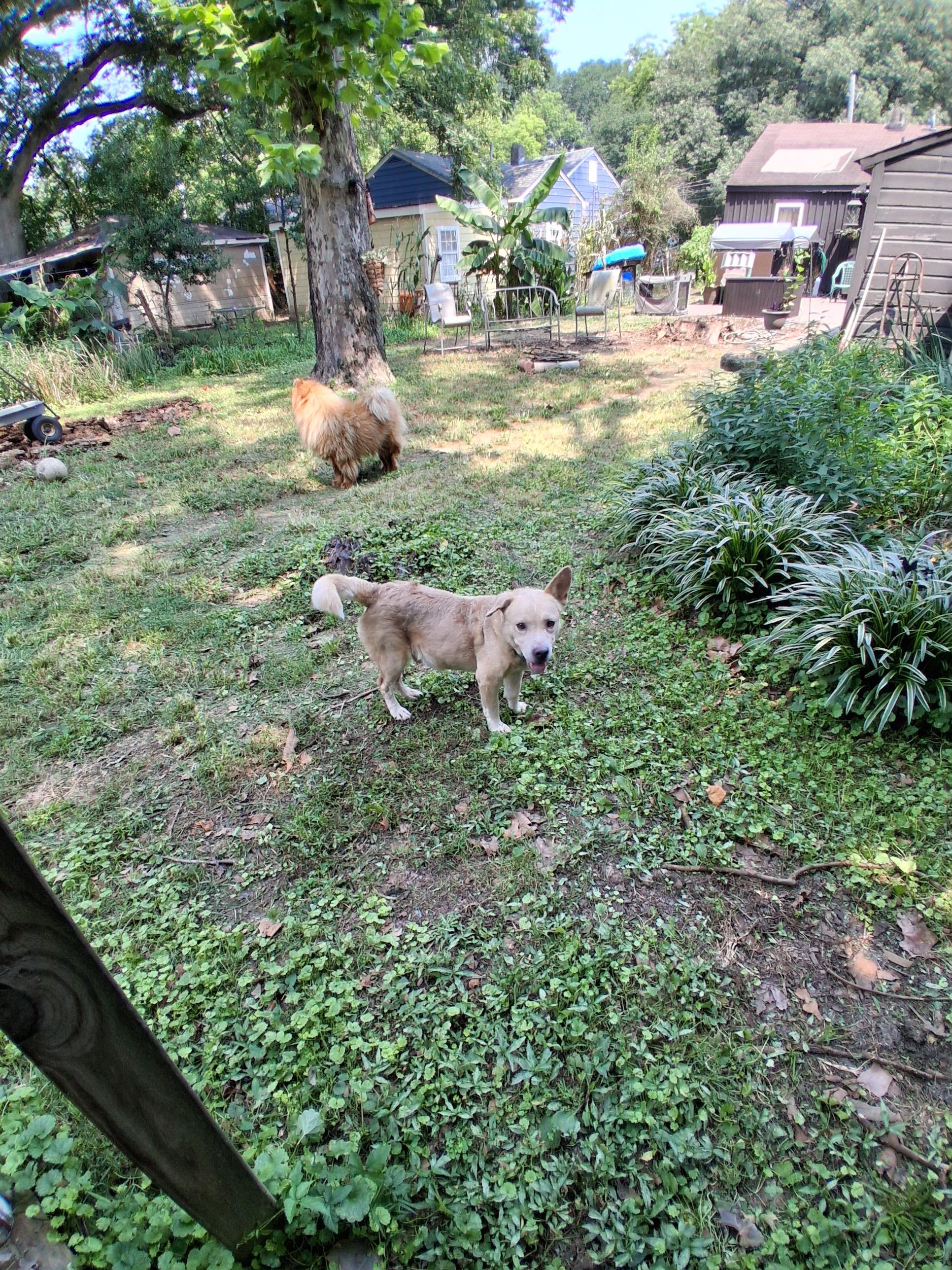 Enlarge Shorty, a ADOPTABLE Mixed Breed in Memphis, TN image 4/4
