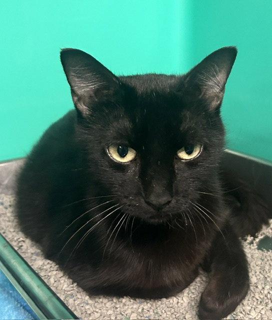 Enlarge Marissa 1 yr old, a Adopted Domestic Short Hair in Sterling, MA image 1/1