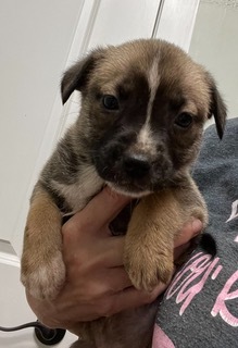 Marcie, Adoptable, Young Female Mixed Breed.