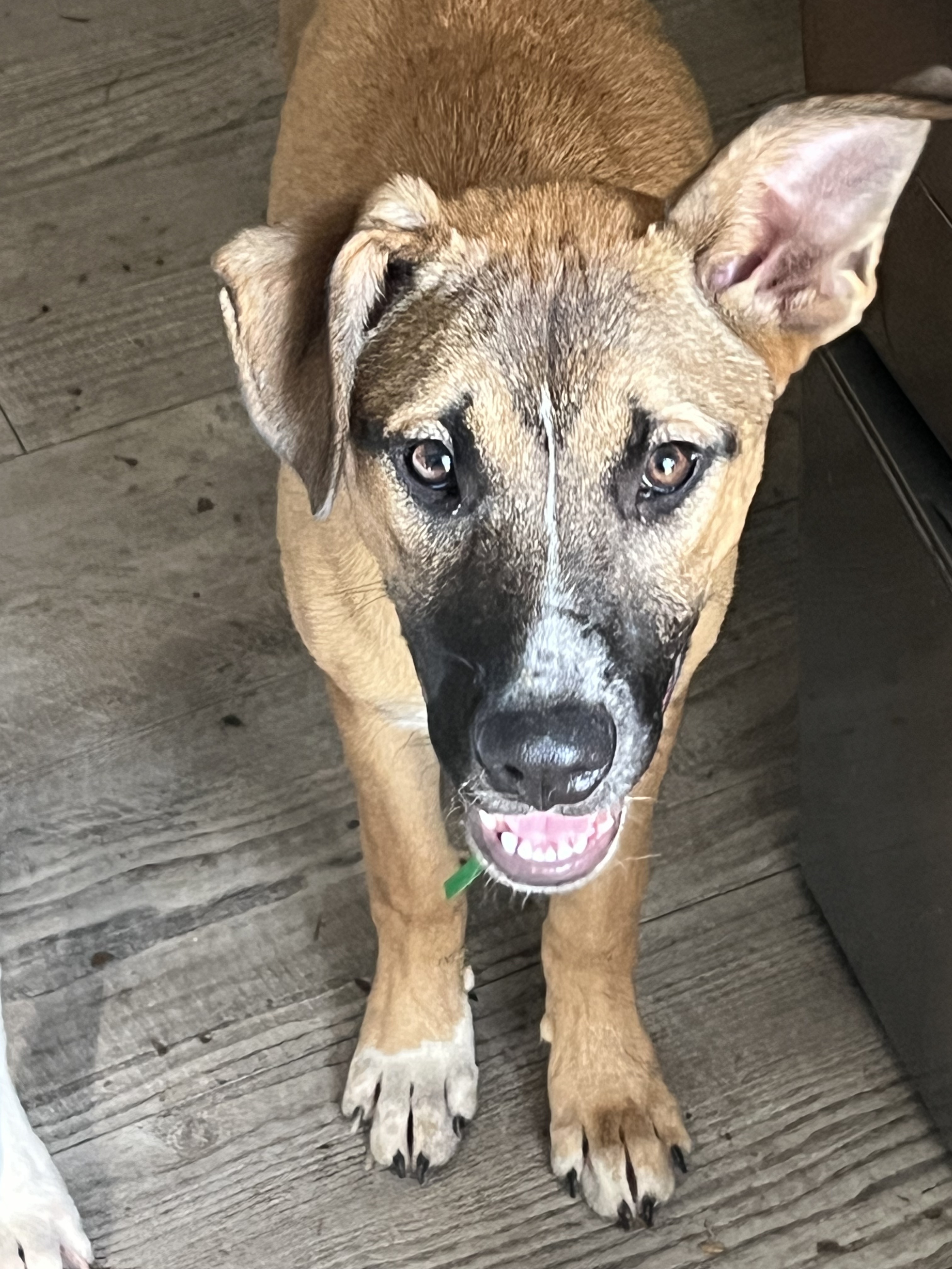 Marcie, a Adoptable Mixed Breed in Magnolia, TX image 2/13