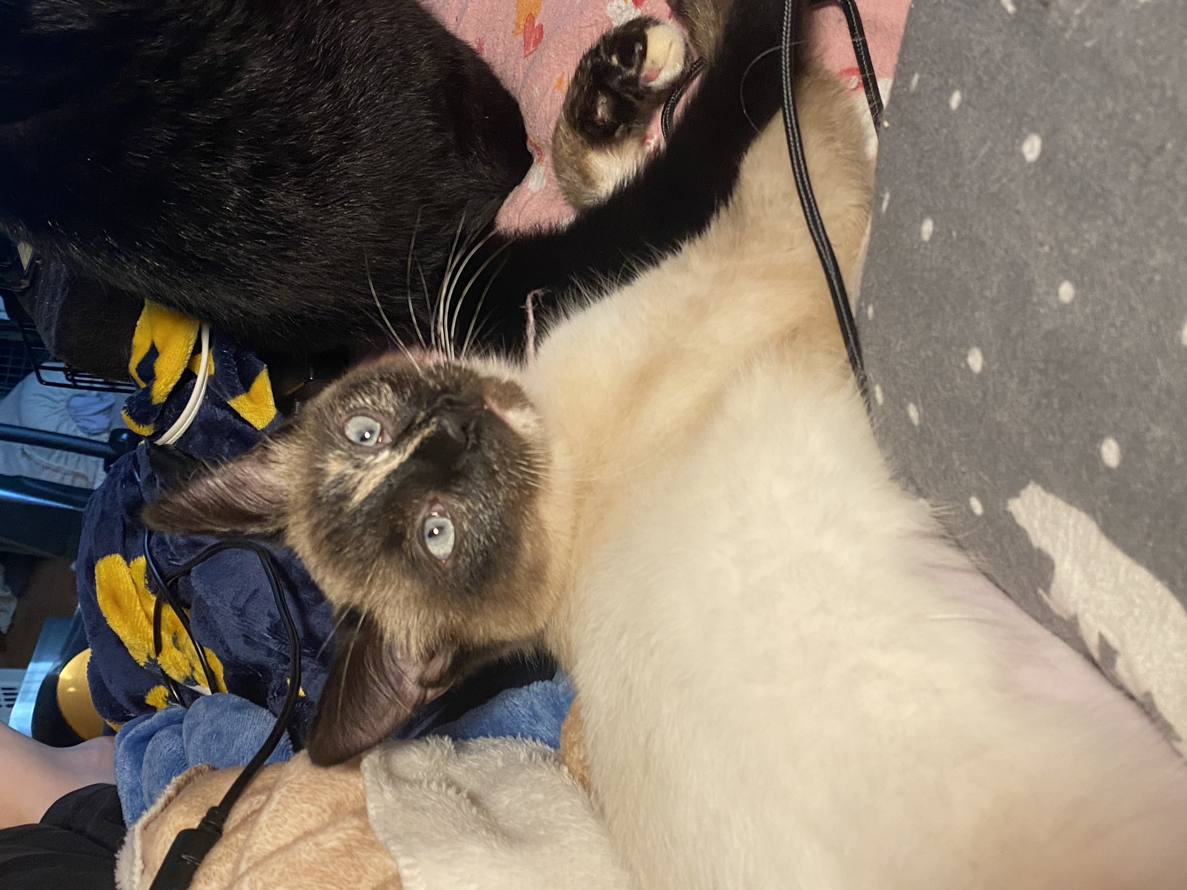 Sweet Heat, Adopted, Young Female Domestic Short Hair.