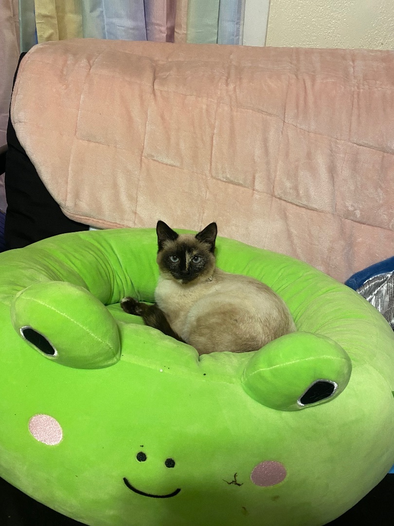 Sweet Heat, a Adopted Domestic Short Hair in Stockbridge, MI image 3/4