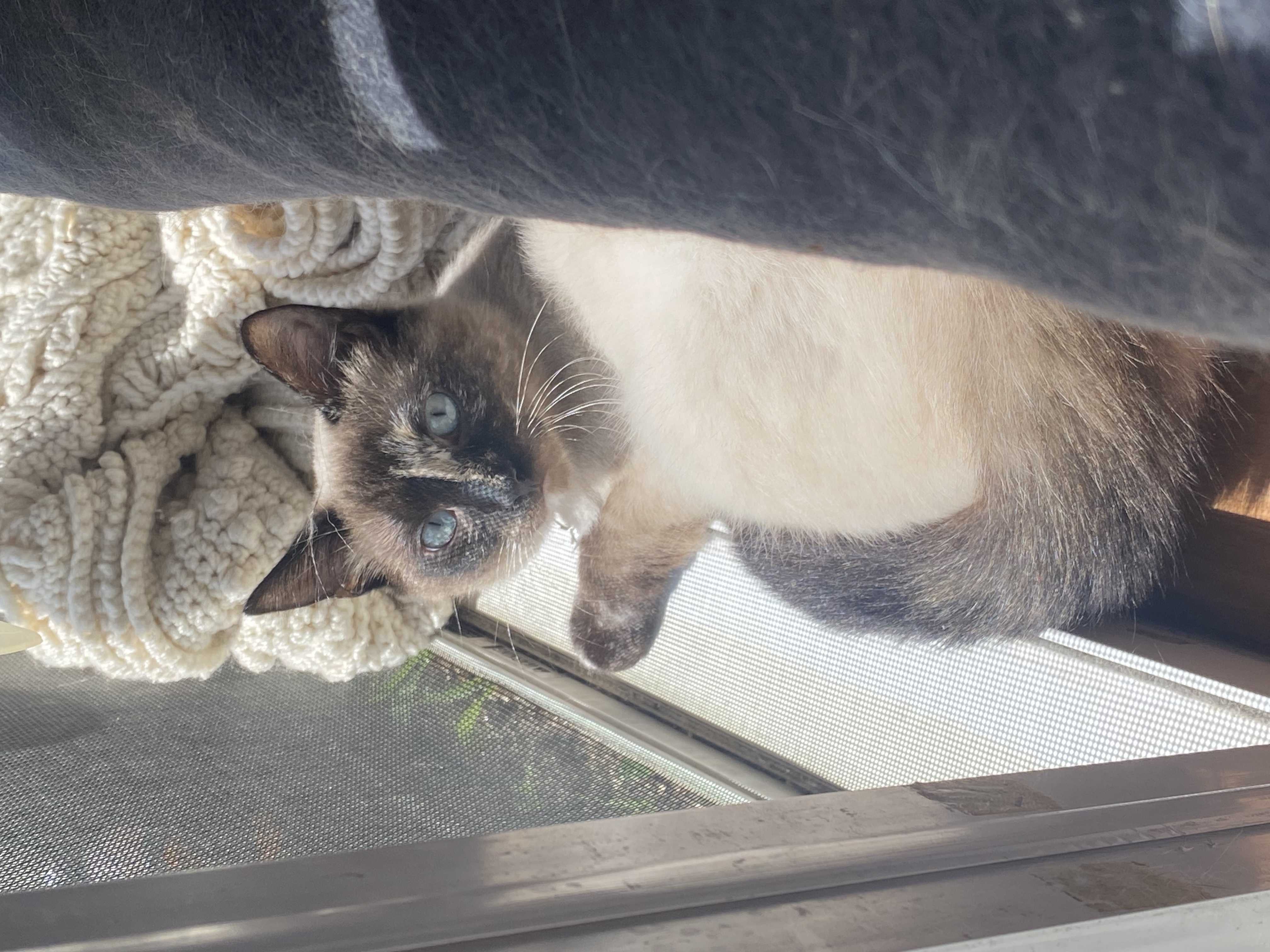 Sweet Heat, a Adopted Domestic Short Hair in Stockbridge, MI image 2/4