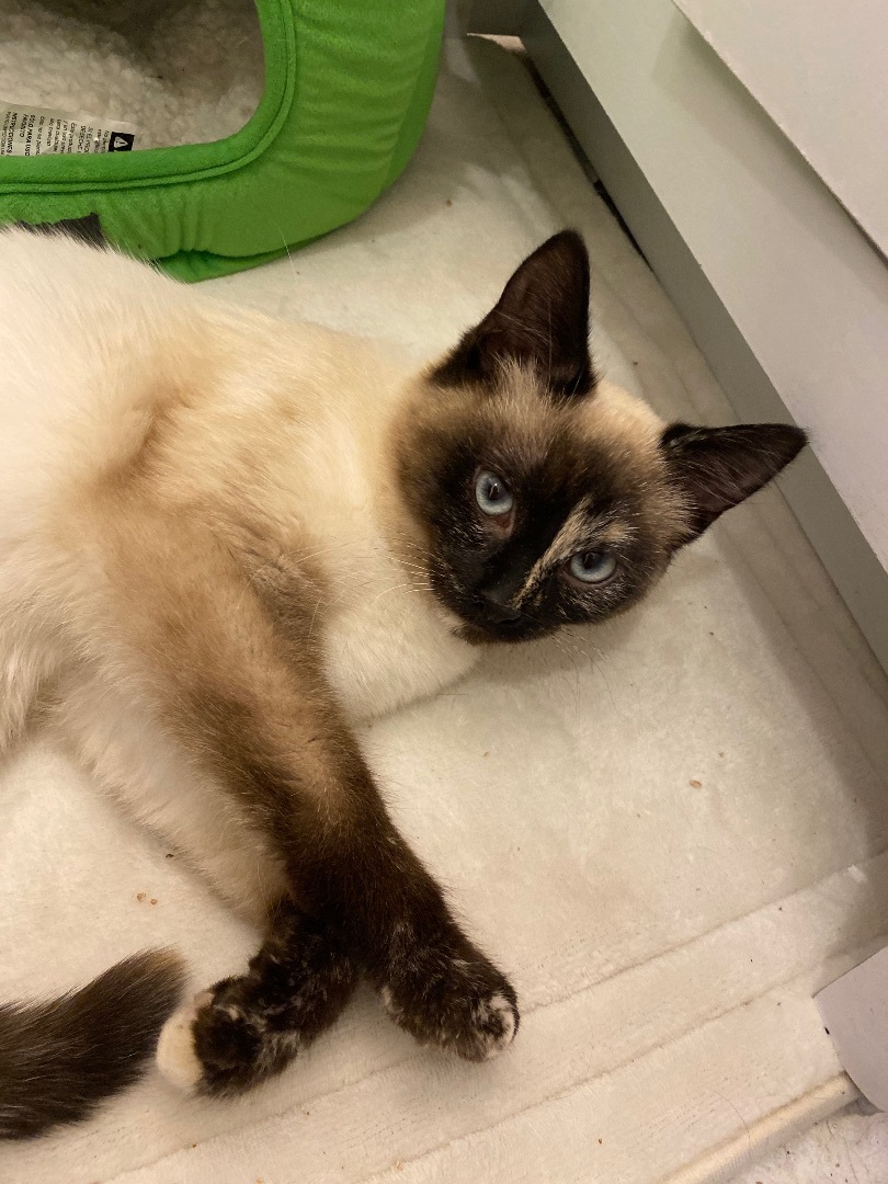 Sweet Heat, a Adopted Domestic Short Hair in Stockbridge, MI image 4/4