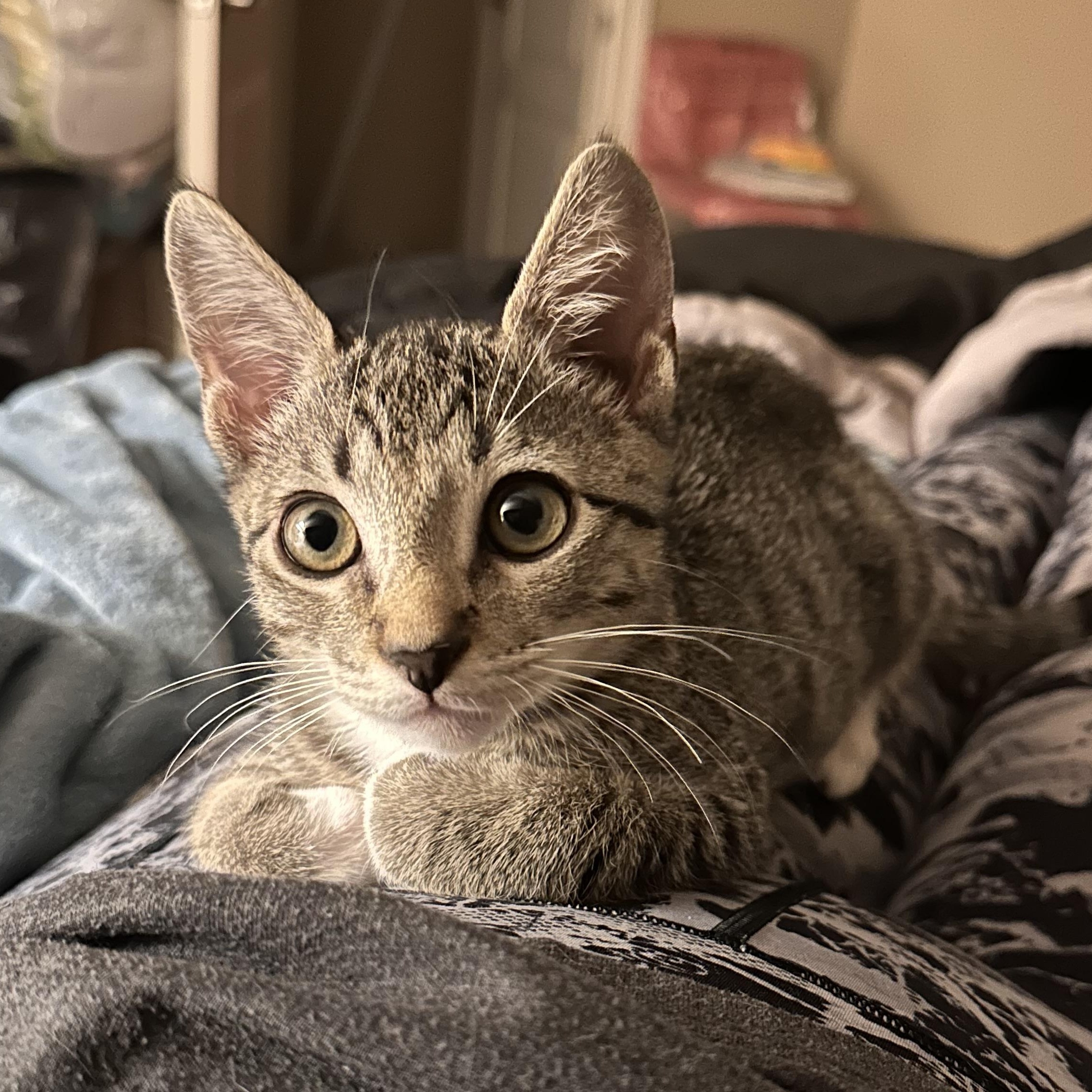 Tsunami - Riley Fuzzel Petsmart