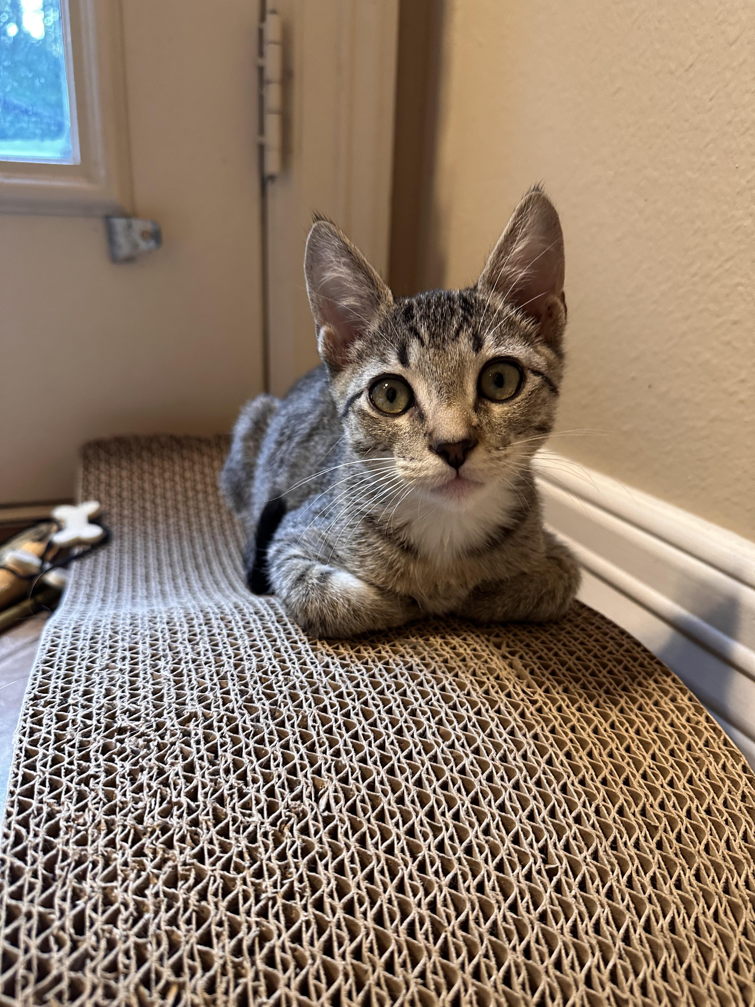 Tsunami - Riley Fuzzel Petsmart