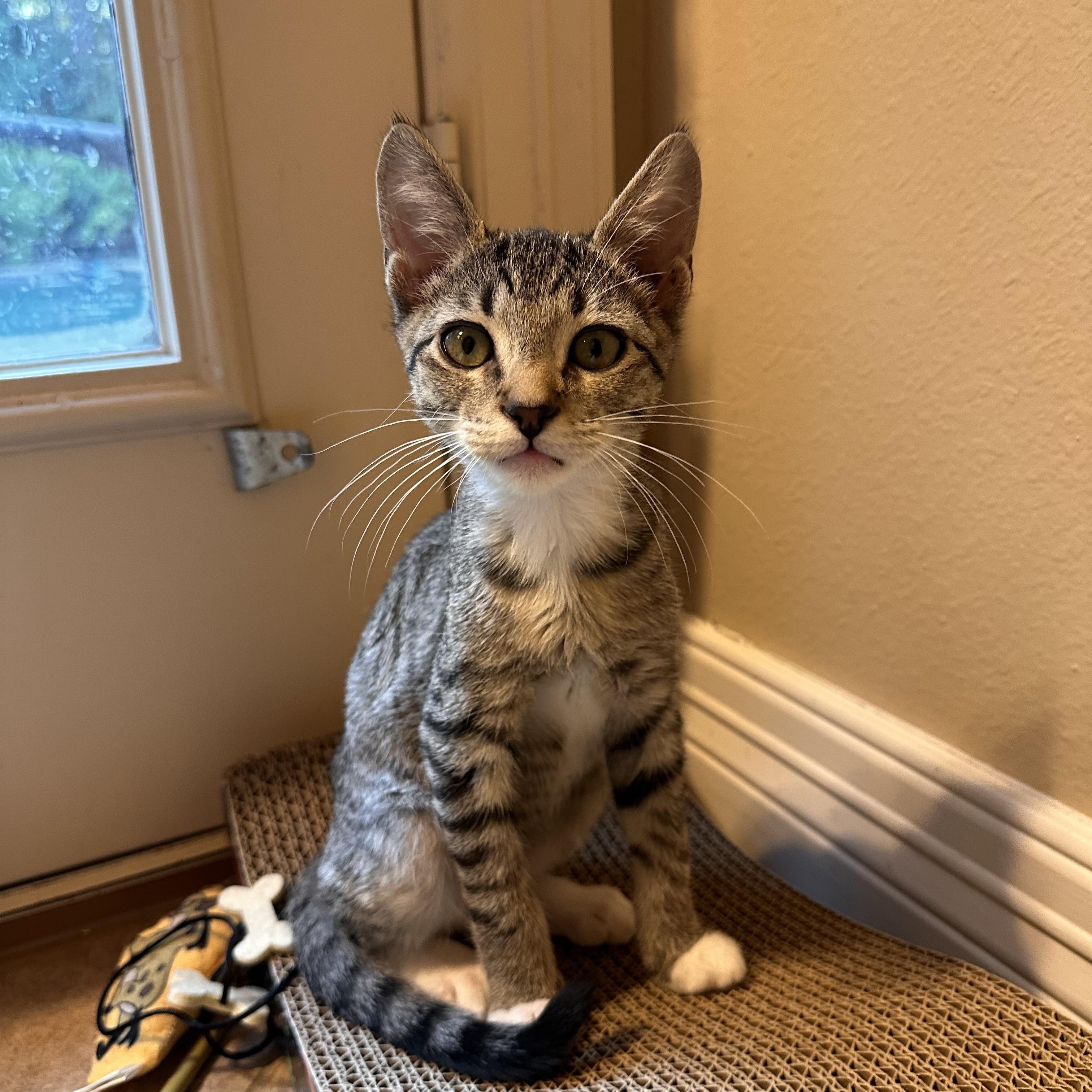 Tsunami - Riley Fuzzel Petsmart