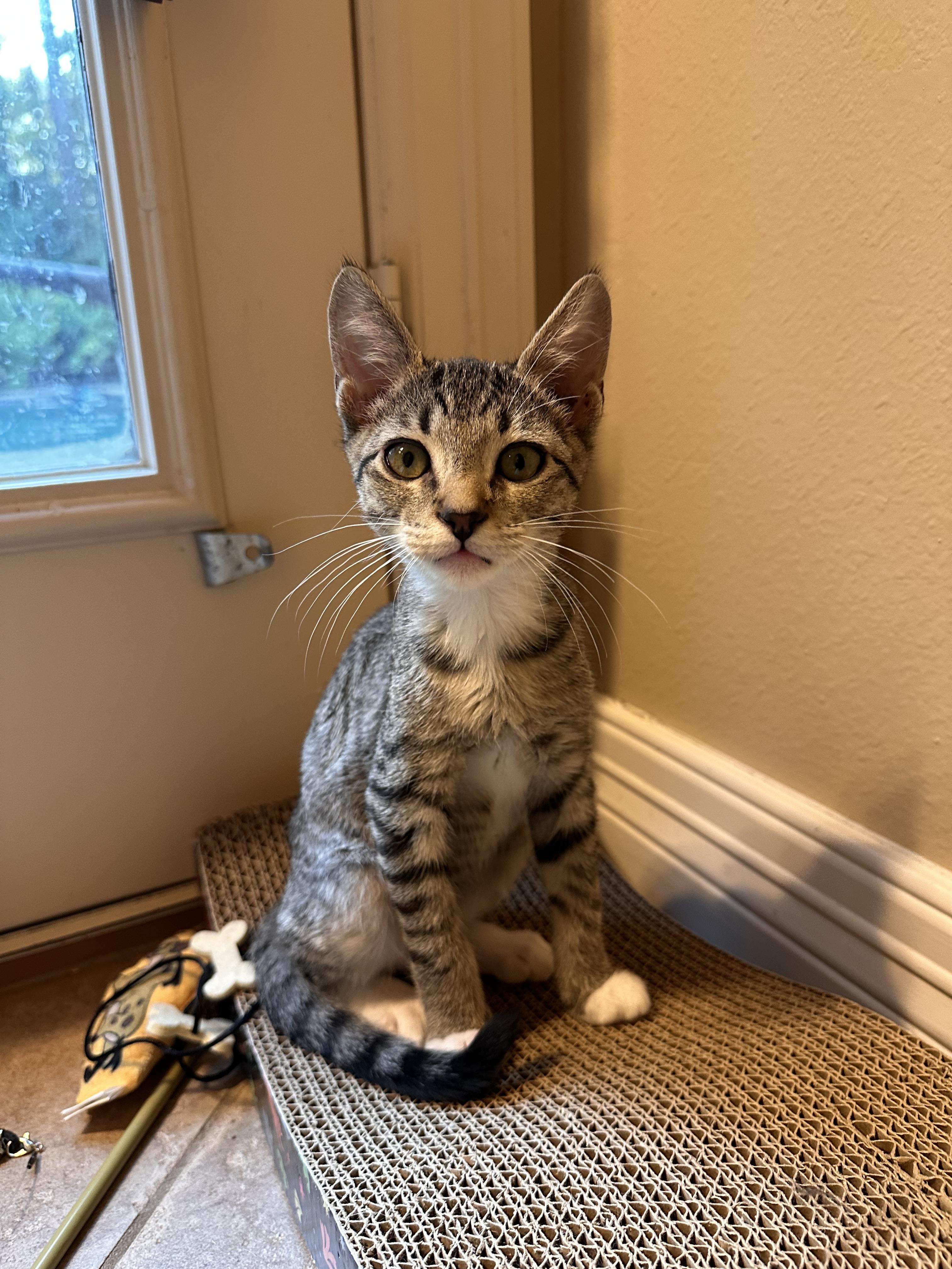 Tsunami - Riley Fuzzel Petsmart