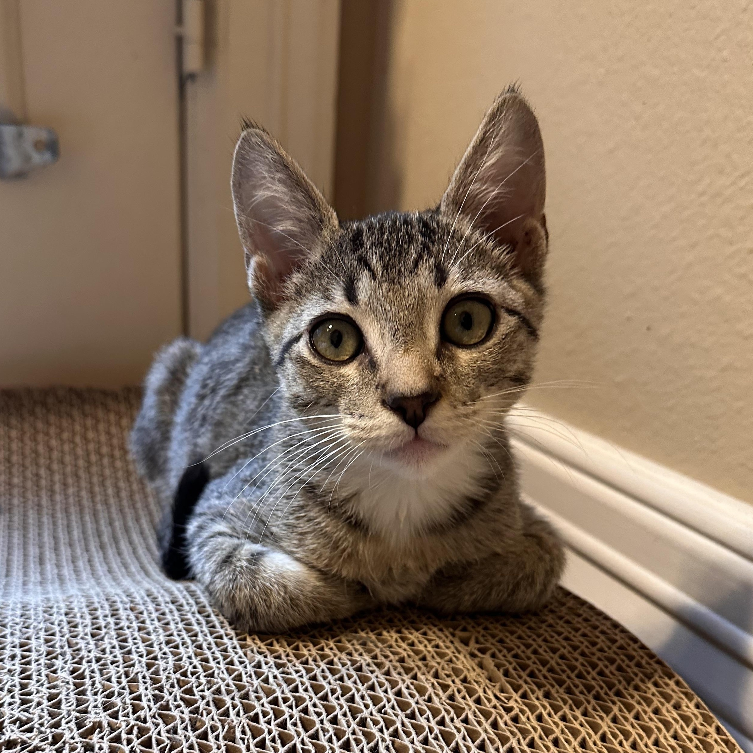 Tsunami - Riley Fuzzel Petsmart