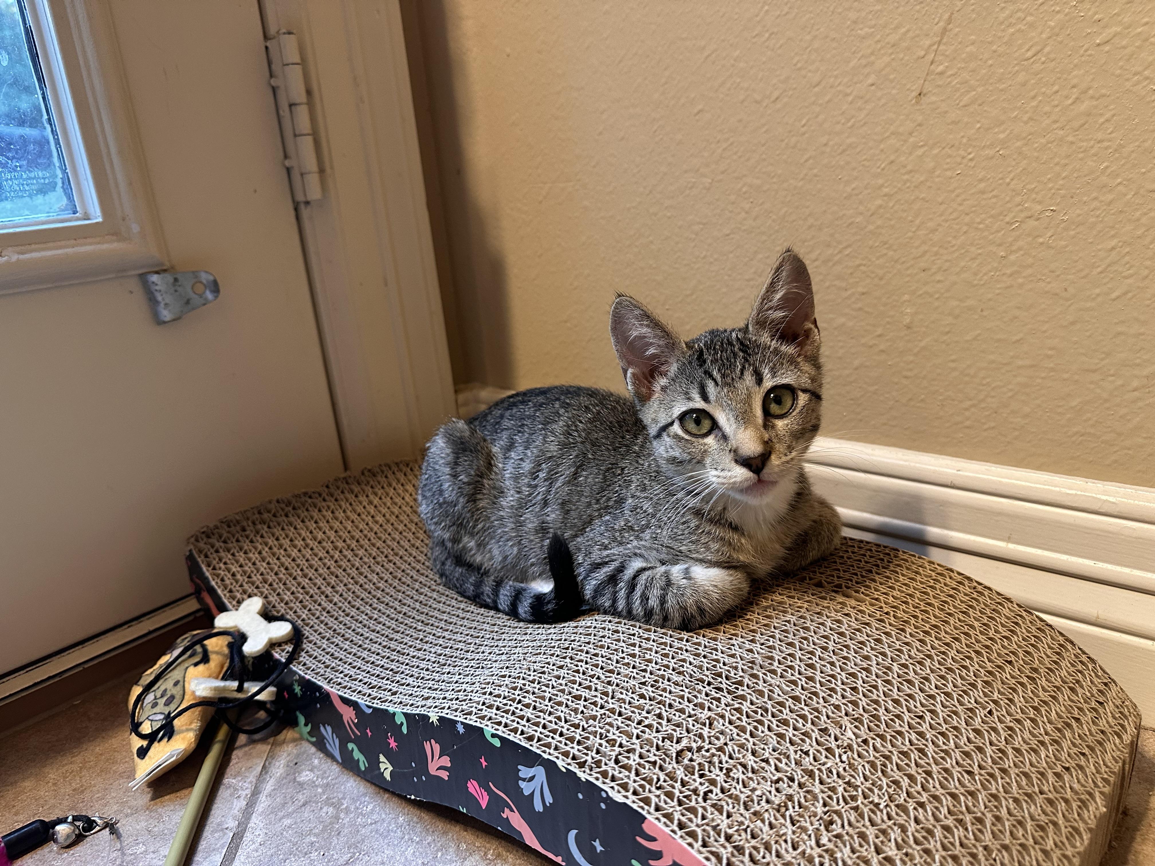 Tsunami - Riley Fuzzel Petsmart