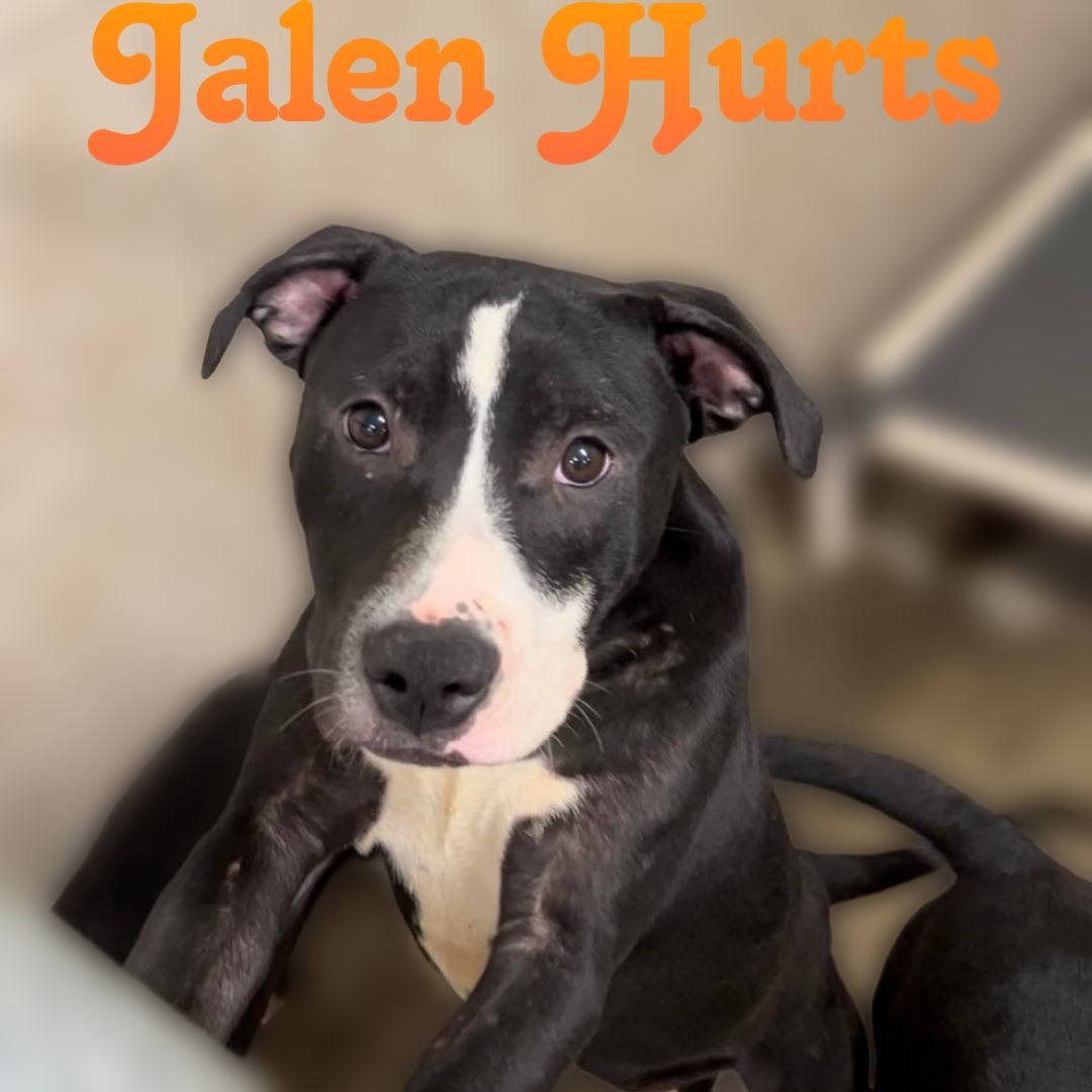 Jalen Hurts, a Adoptable mixed breed in Portsmouth, OH image 1/4