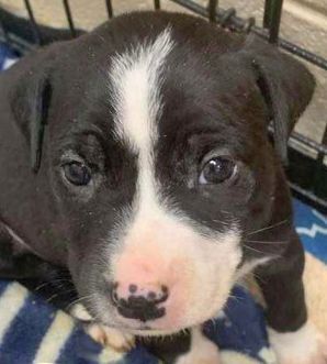 Jalen Hurts, a Adoptable mixed breed in Portsmouth, OH image 3/4