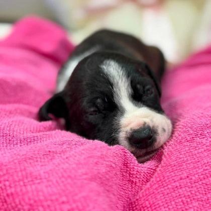 Twizzler, Adoptable, Puppy Female Labrador Retriever & Mixed Breed.