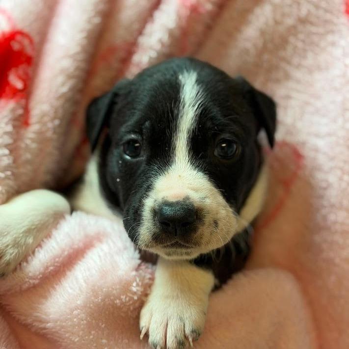 Enlarge Twizzler, a Adoptable mixed breed in North Charleston, SC image 2/2