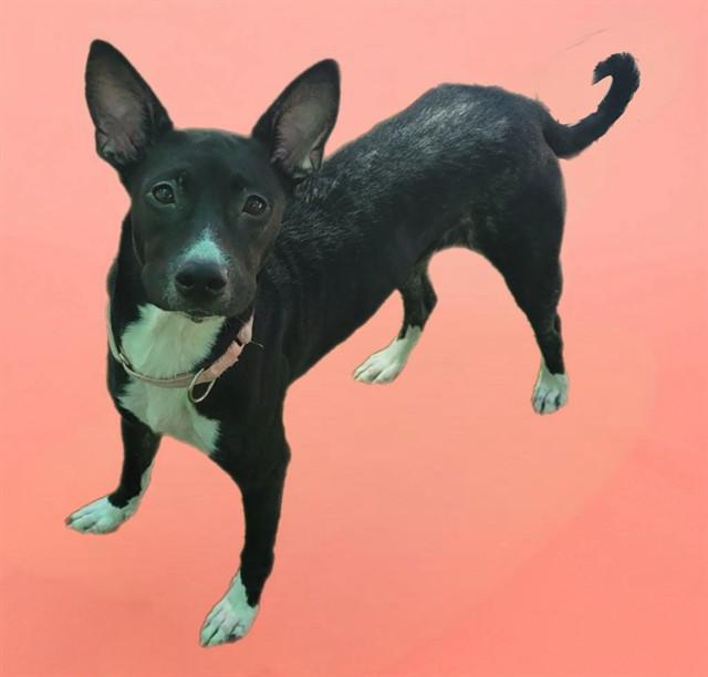 TILLY, Adoptable, Young Female Feist & Mixed Breed.