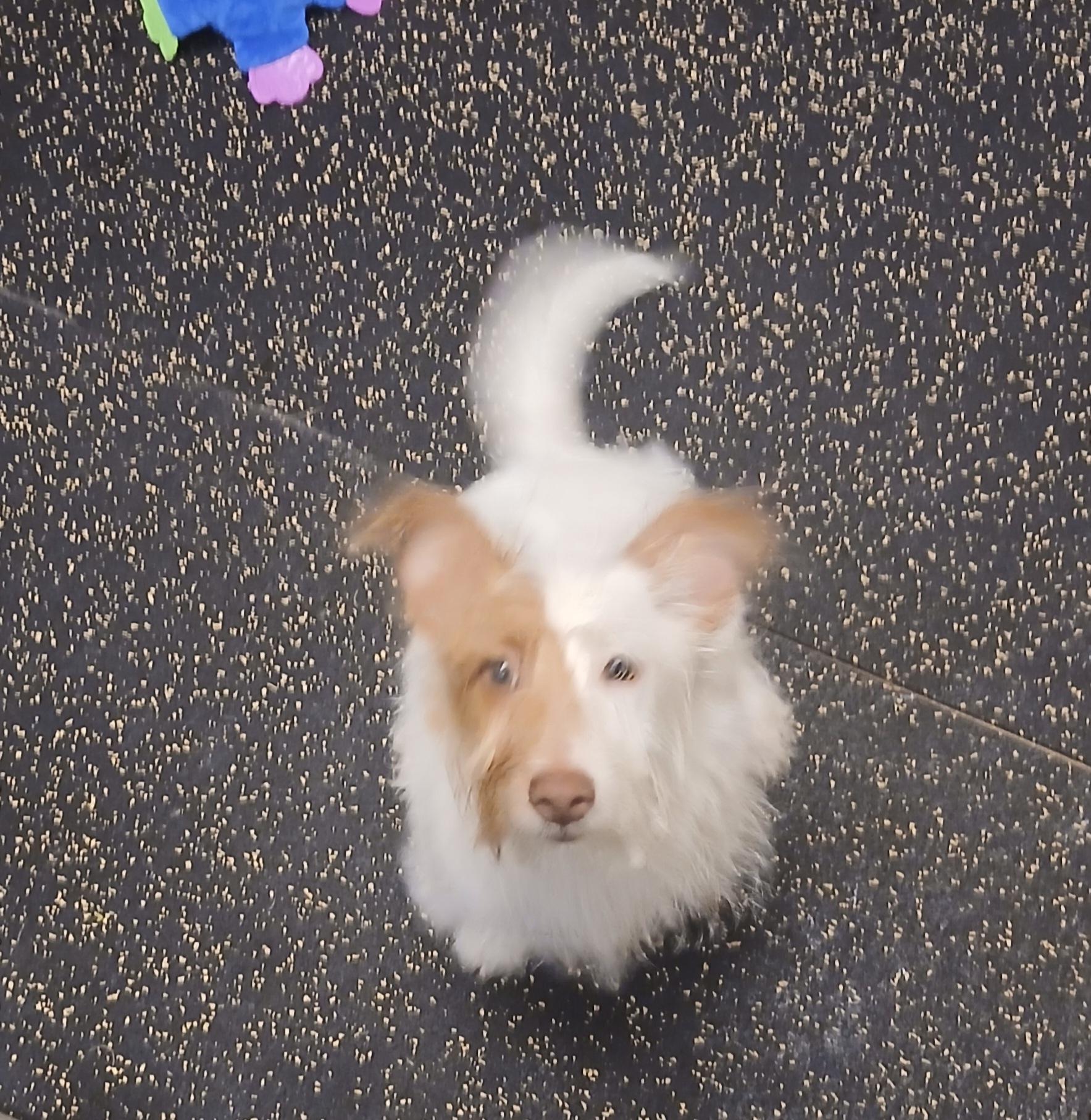 Enlarge Dunkin, a Adoptable mixed breed in Carey, OH image 1/2