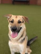 Enlarge Ponce, a Adopted German Shepherd Dog in Bentonville, AR image 1/1