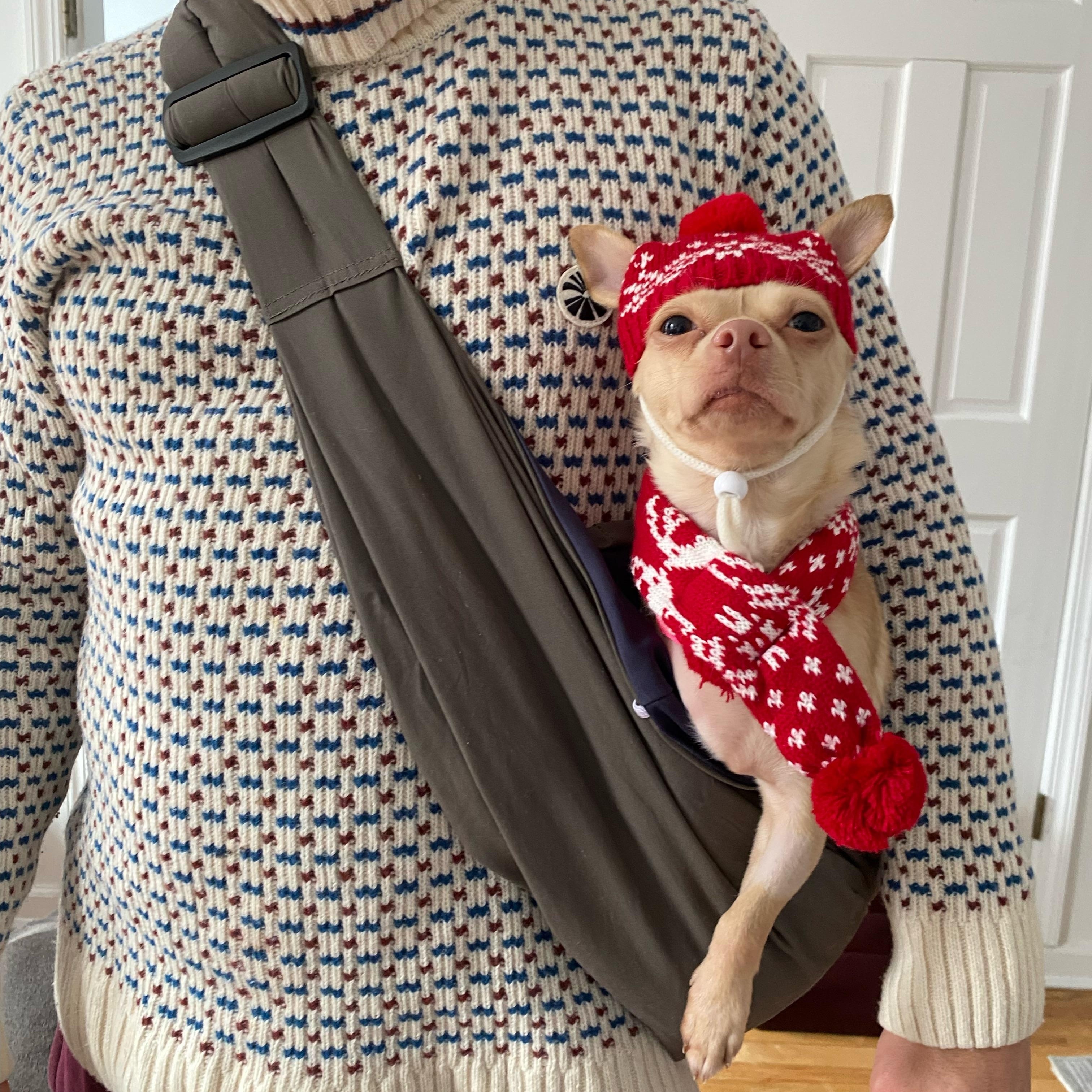 Minnow, ADOPTABLE, Young Female Chiweenie.