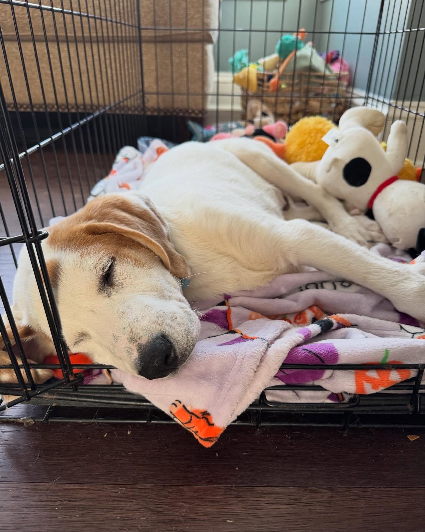 Enlarge Cupid, an adopted mixed breed in Albany, NY image 5/6