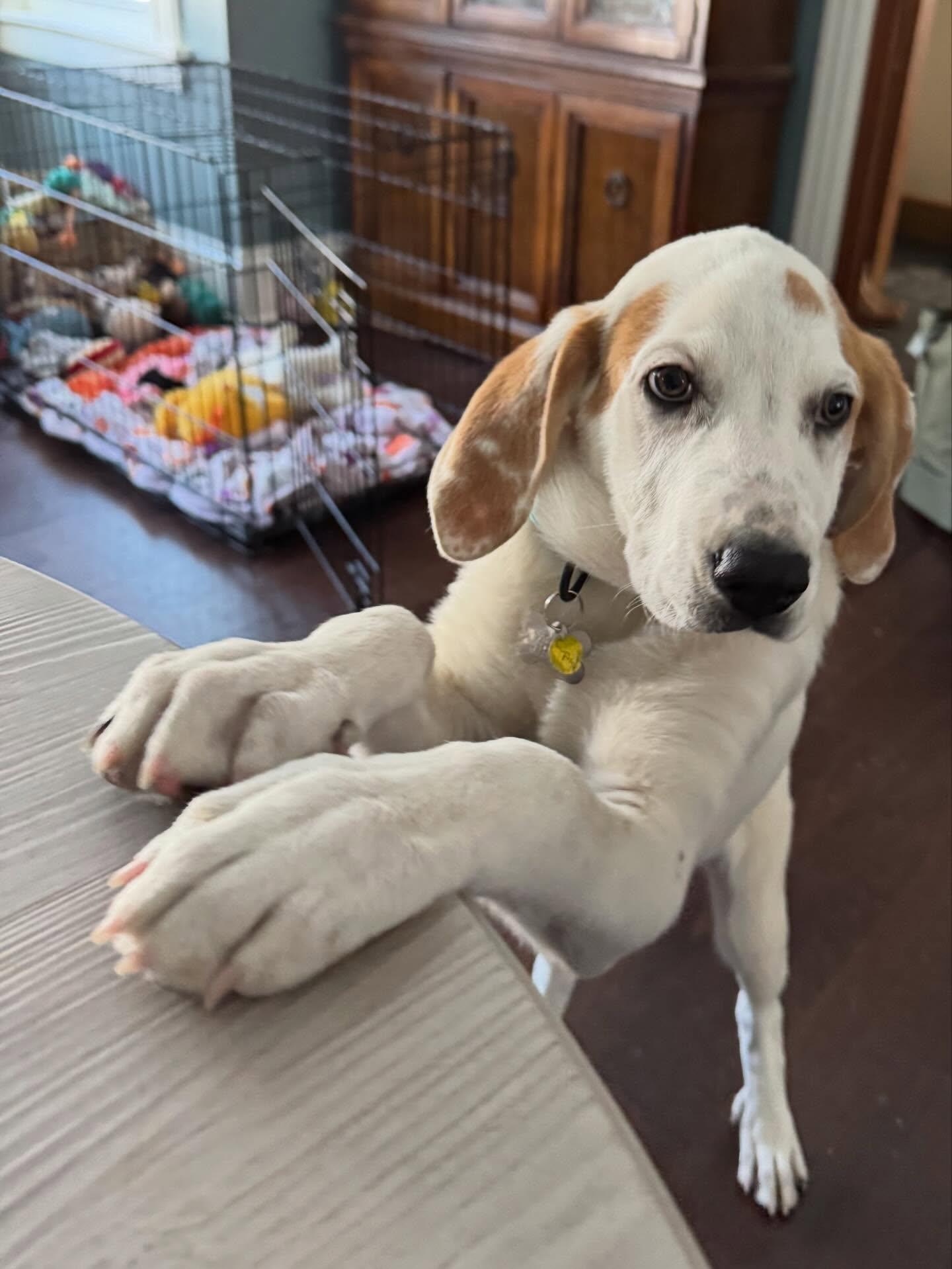 Enlarge Cupid, an adopted mixed breed in Albany, NY image 3/6