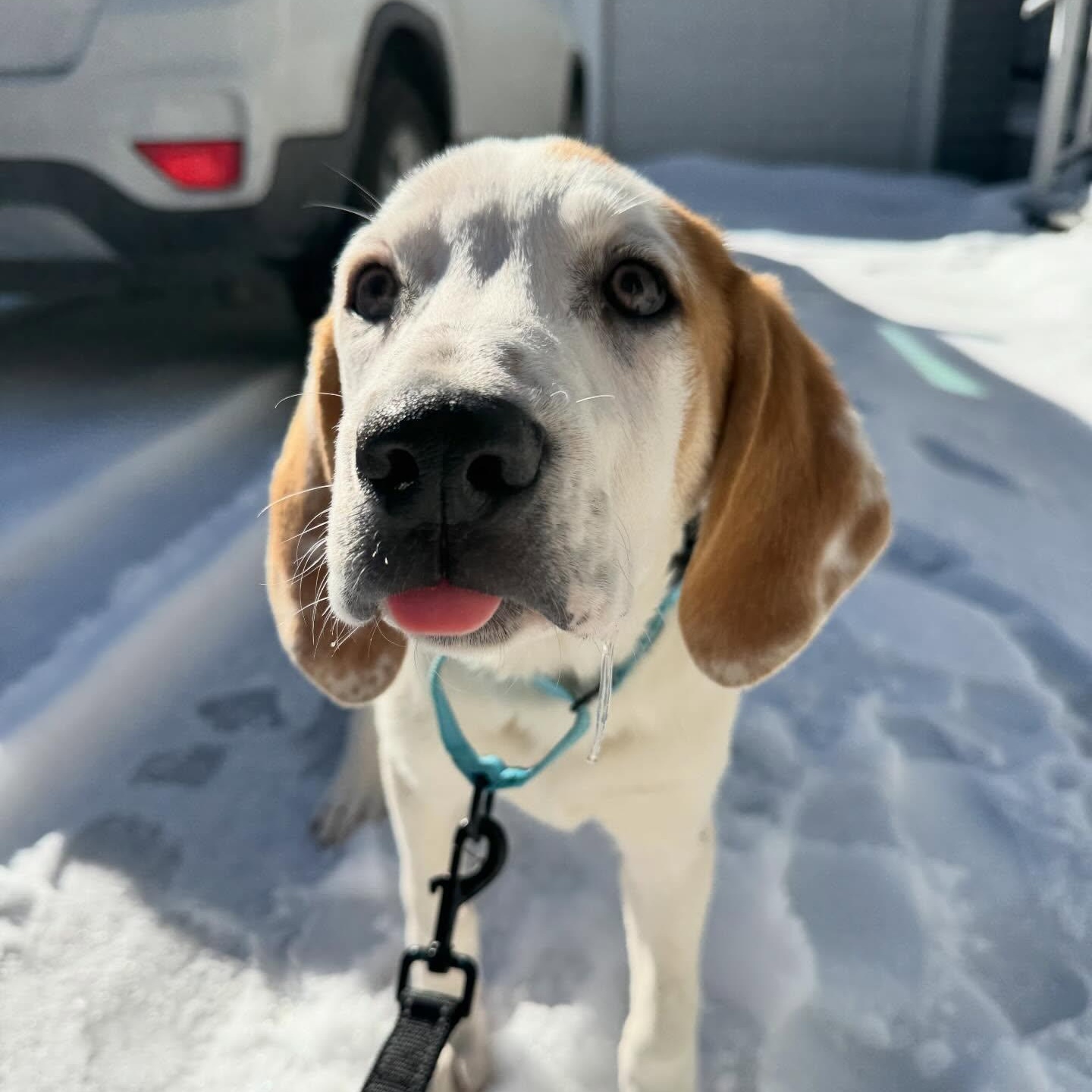 Enlarge Cupid, an adopted mixed breed in Albany, NY image 6/6