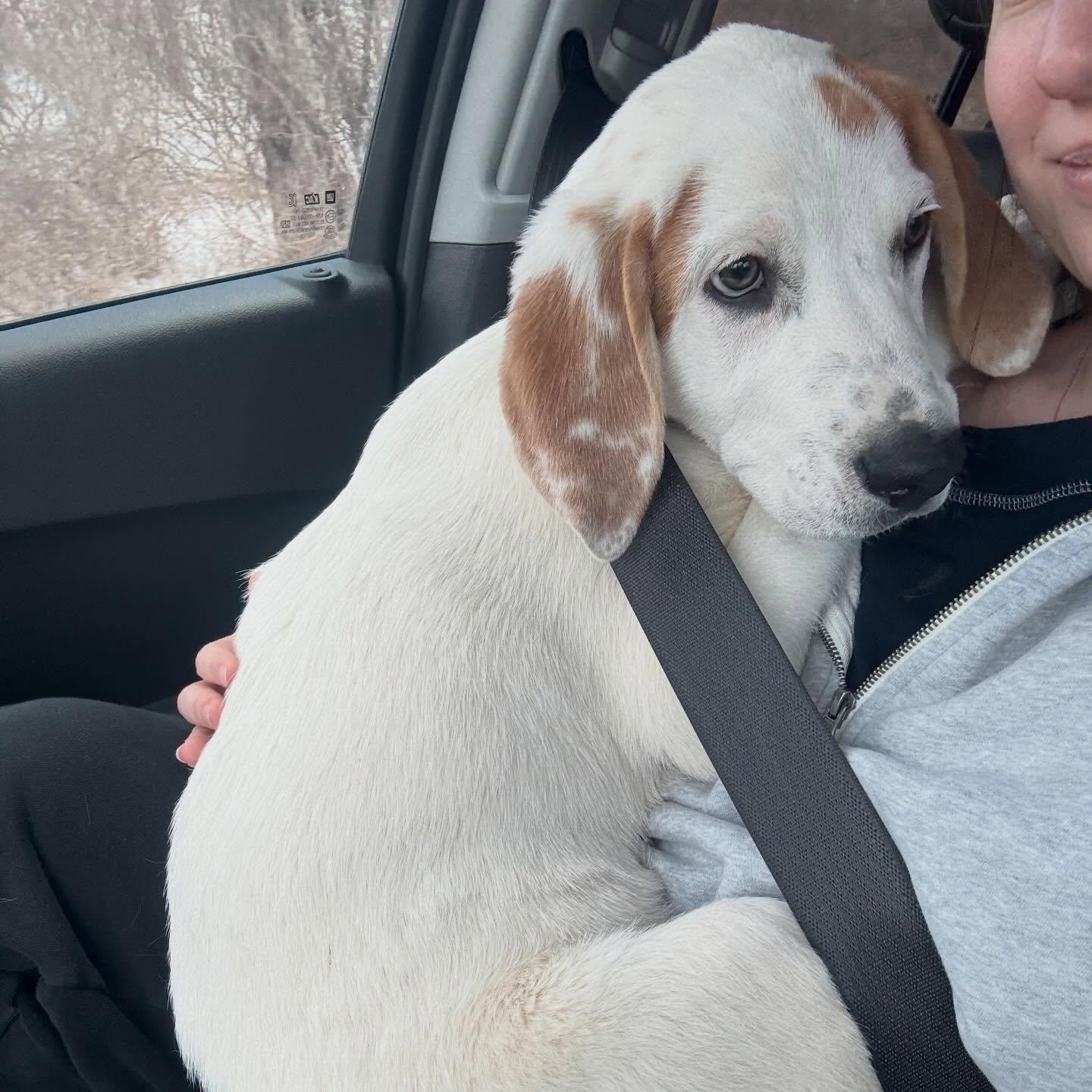 Enlarge Cupid, an adopted mixed breed in Albany, NY image 4/6