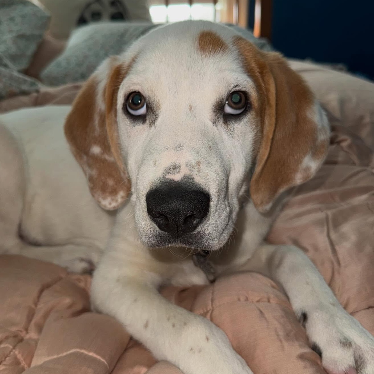 Enlarge Cupid, an adopted mixed breed in Albany, NY image 2/6