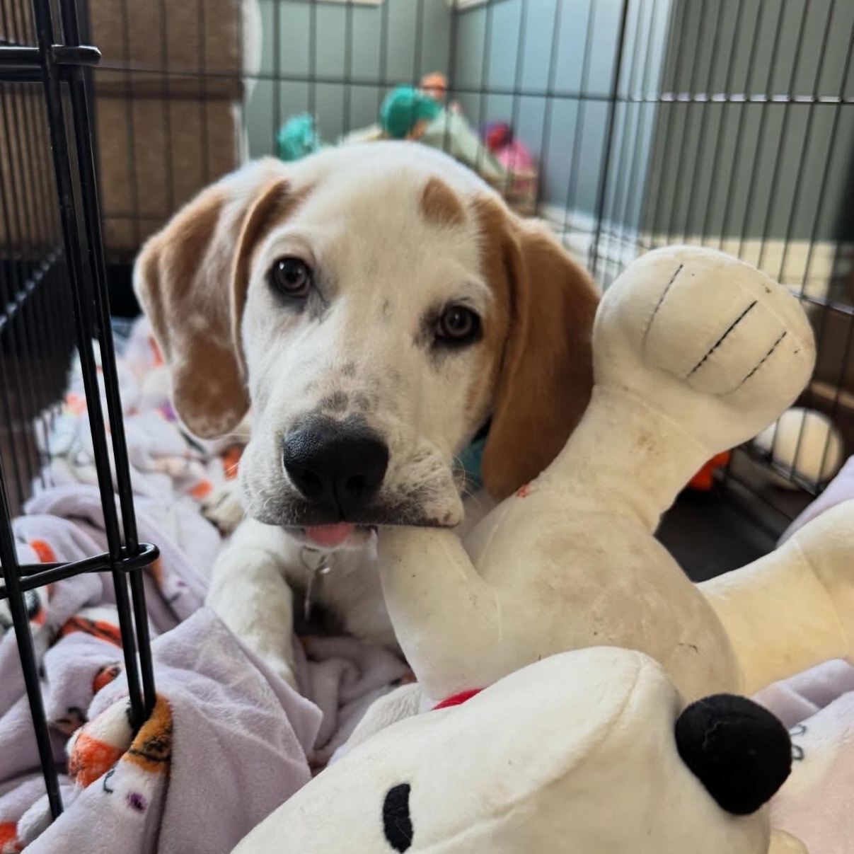 Enlarge Cupid, an adopted mixed breed in Albany, NY image 1/6