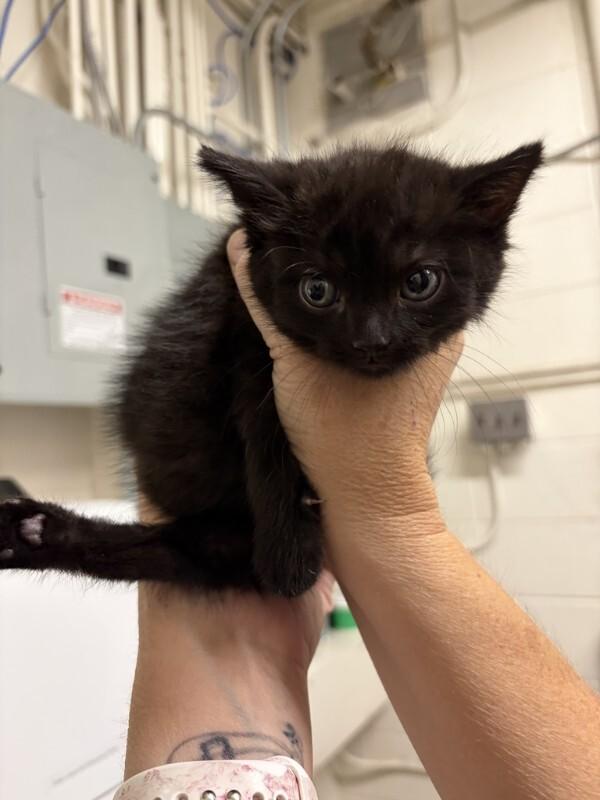 Enlarge Tripod, a Adoptable Domestic Short Hair in Fruit Heights, UT image 1/1