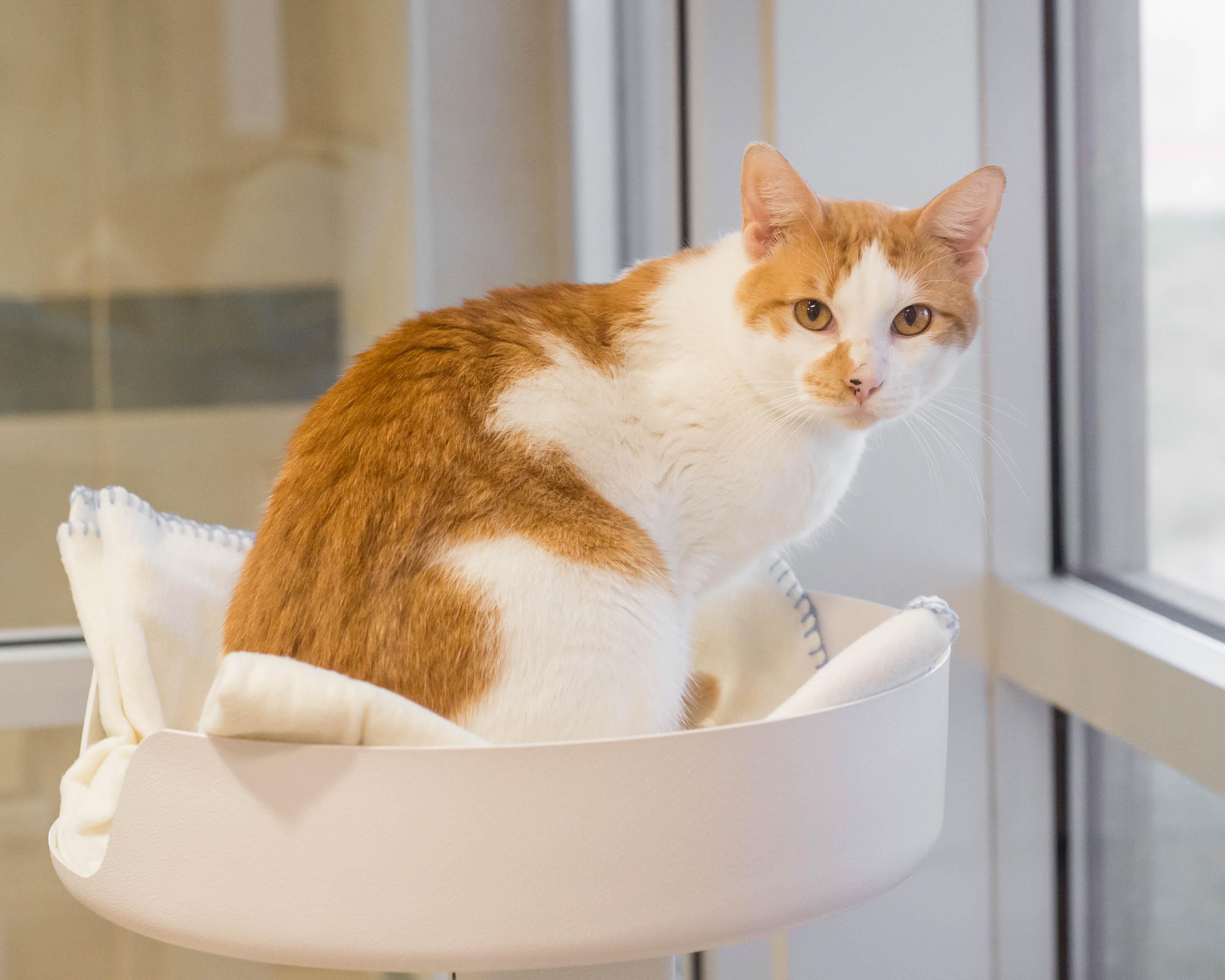 Enlarge Milo, an adopted Domestic Short Hair in Mont Belvieu, TX image 3/3