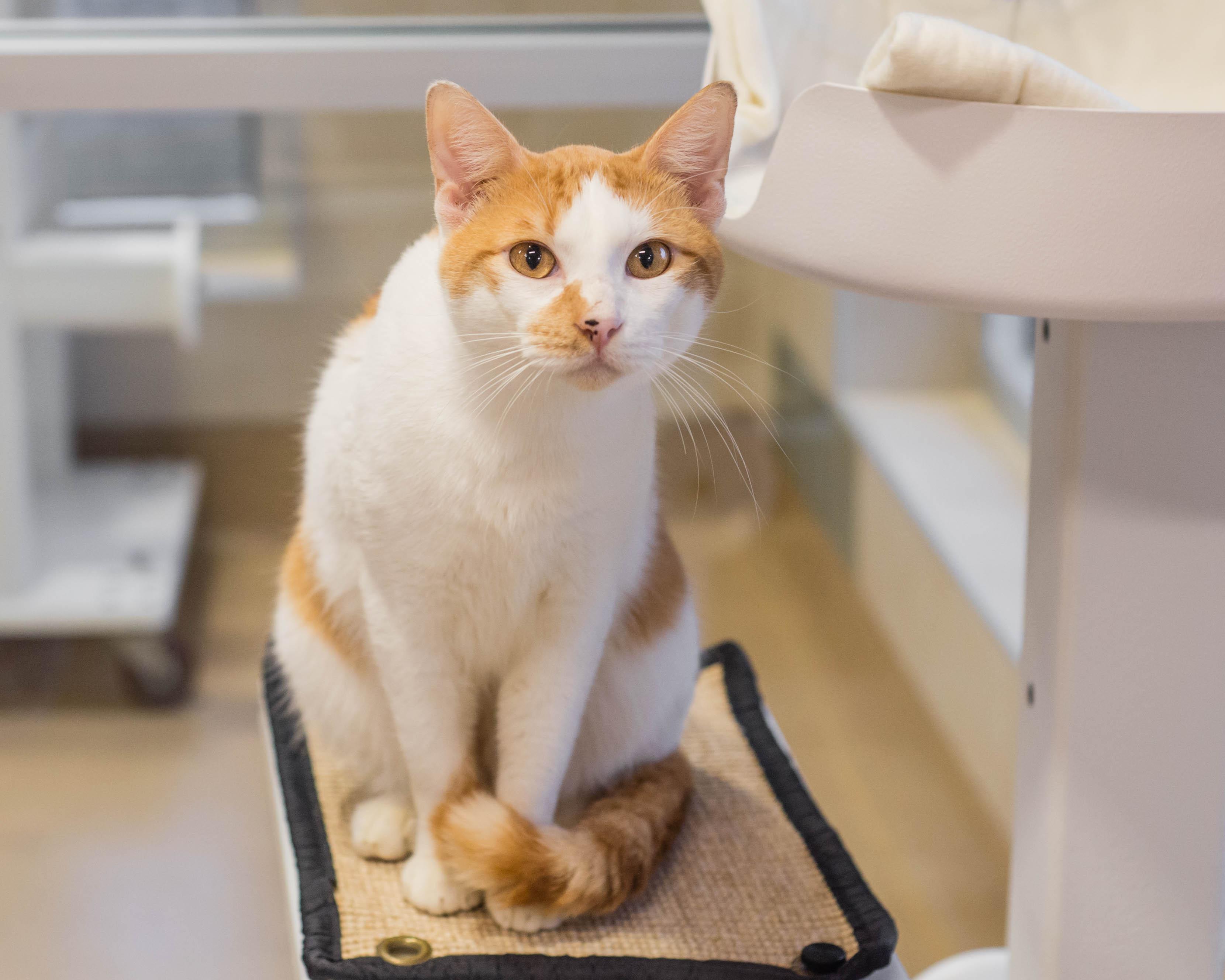 Enlarge Milo, an adopted Domestic Short Hair in Mont Belvieu, TX image 2/3