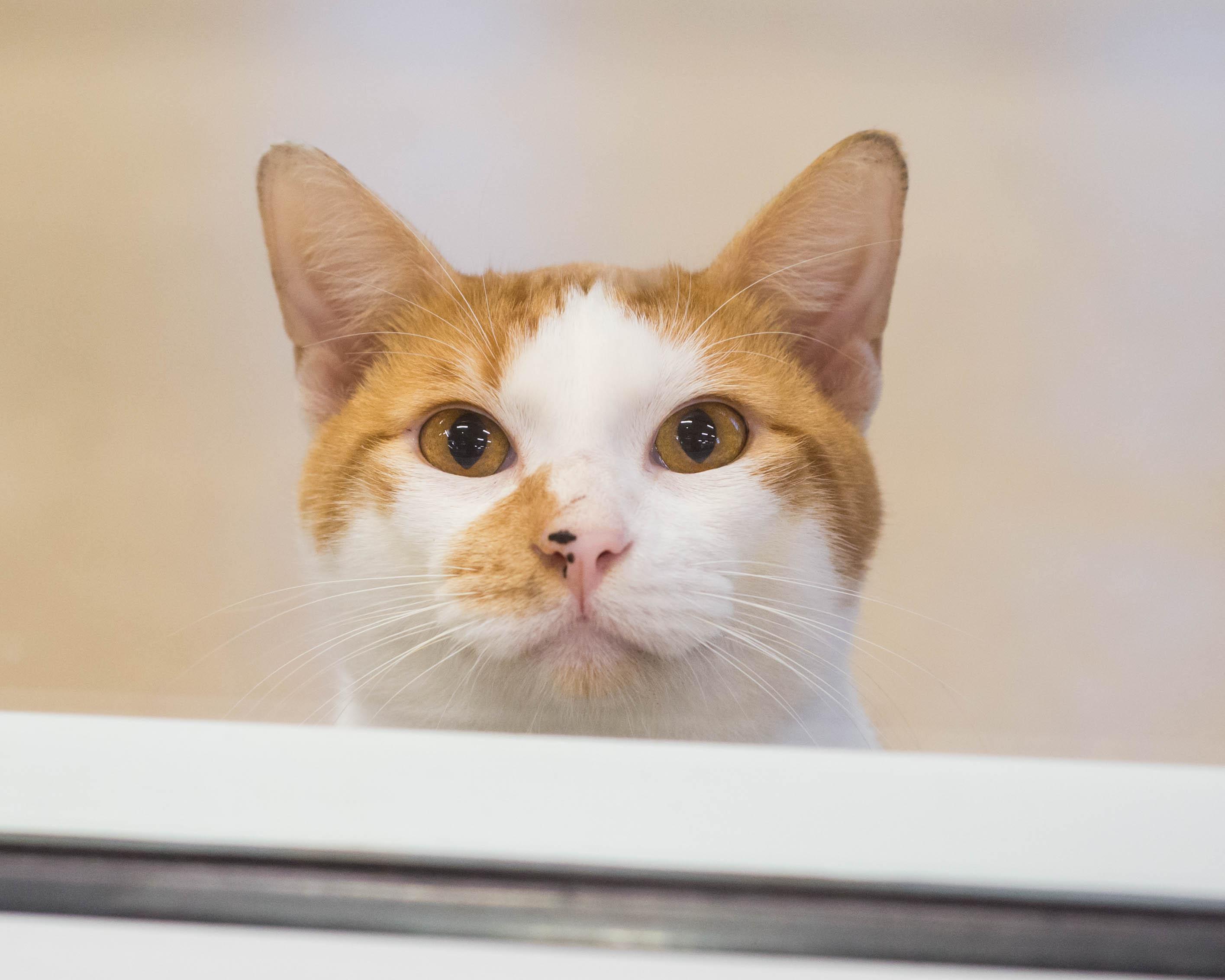 Enlarge Milo, an adopted Domestic Short Hair in Mont Belvieu, TX image 1/3