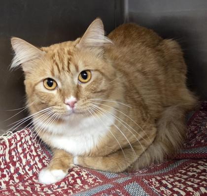 Albert, Adoptable, Adult Male Domestic Long Hair & Domestic Short Hair.