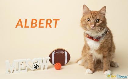 Enlarge Albert, a Adoptable mixed breed in Fairhope, AL image 2/2
