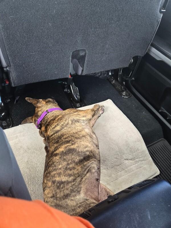 Apple Connie professional lovebug