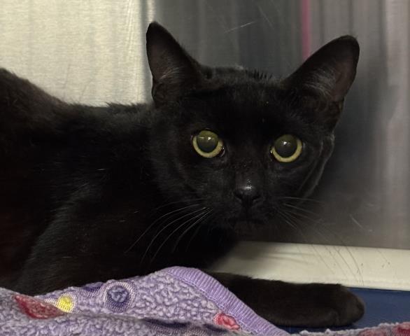 CREEDENCE, Adoptable, Young Male Domestic Short Hair.