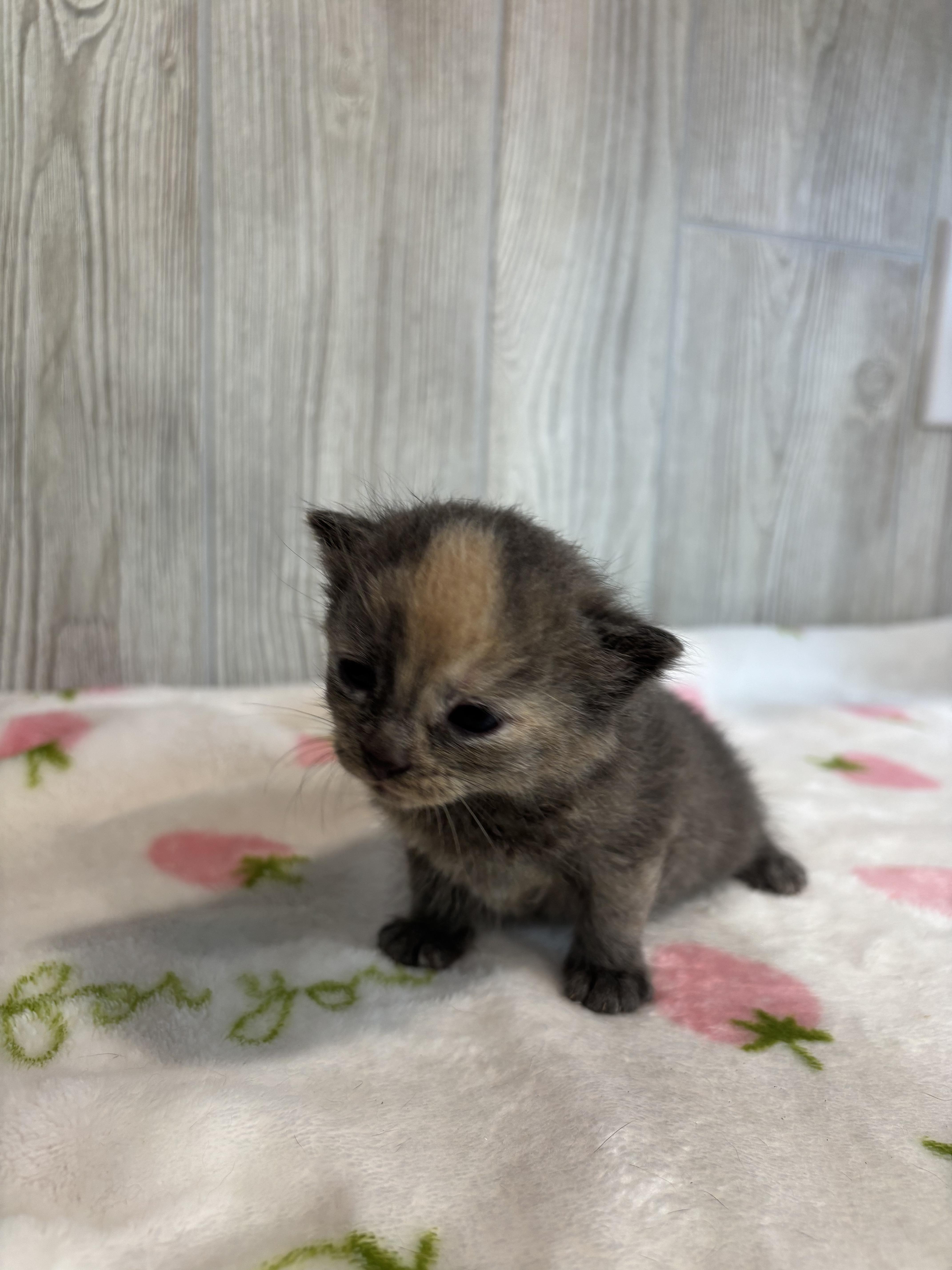 Enlarge PRINCESS DAISY, an adopted Domestic Short Hair in Tillsonburg, ON image 4/6