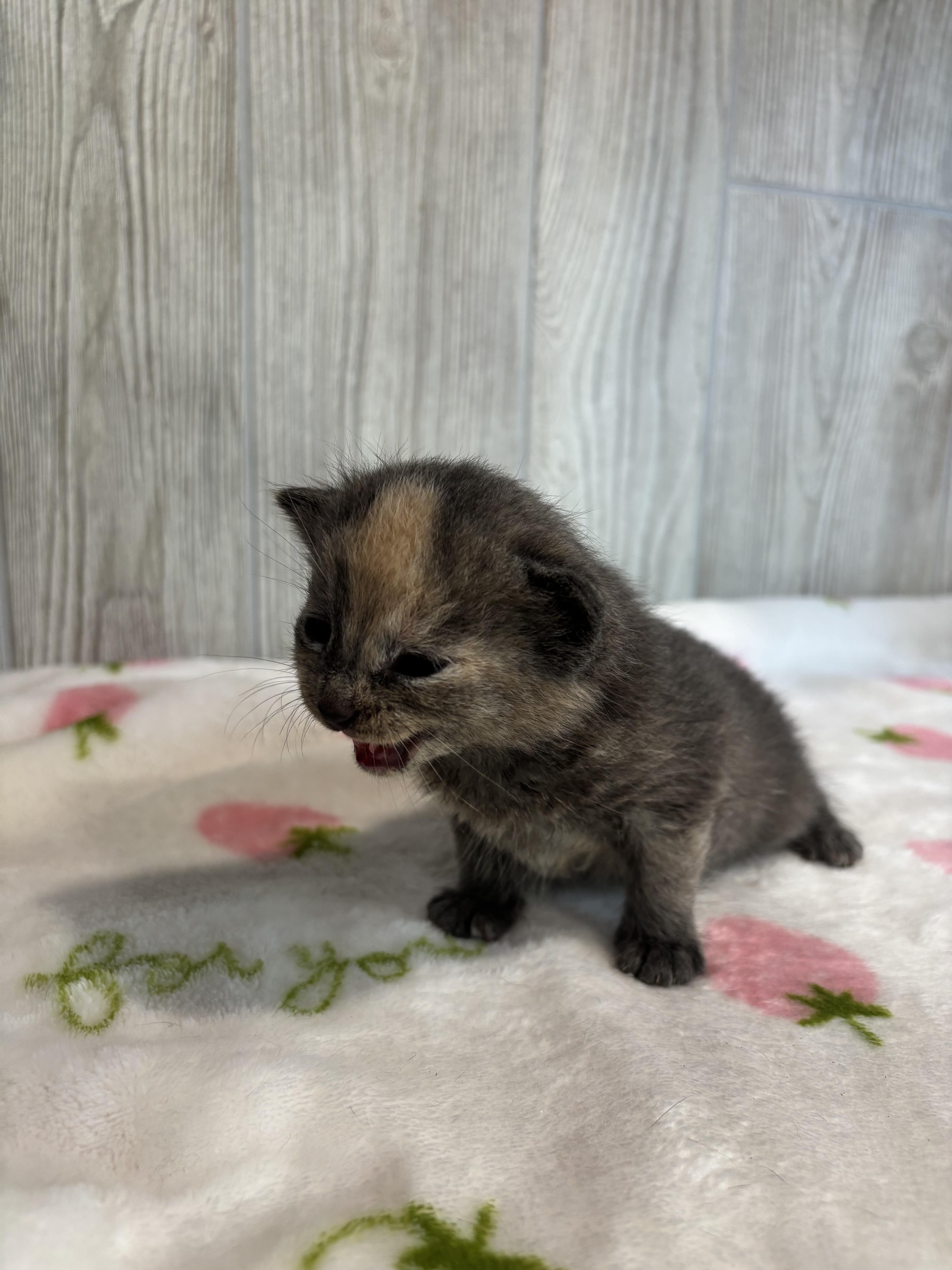 Enlarge PRINCESS DAISY, an adopted Domestic Short Hair in Tillsonburg, ON image 5/6