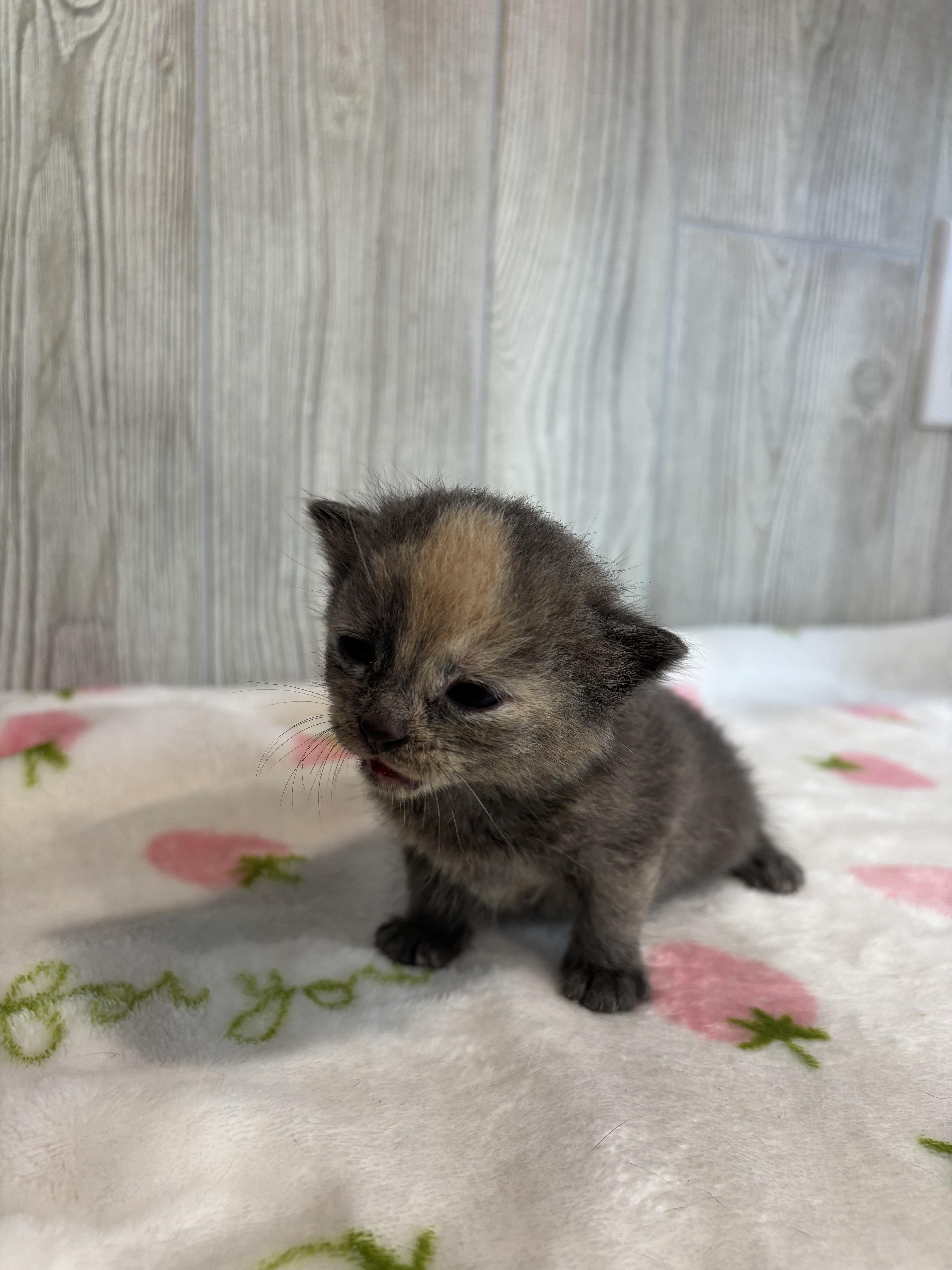 Enlarge PRINCESS DAISY, an adopted Domestic Short Hair in Tillsonburg, ON image 6/6