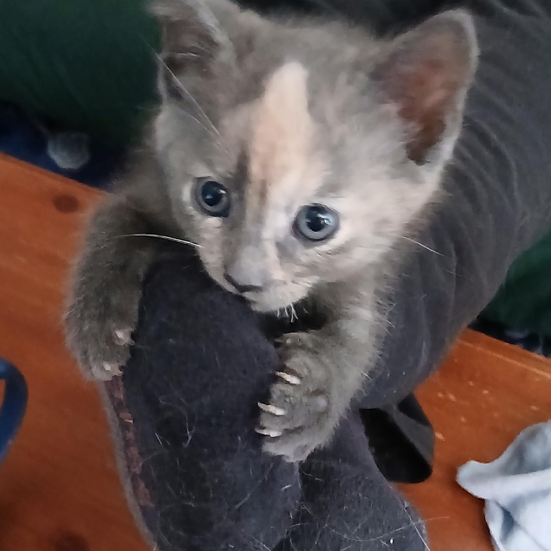 Enlarge PRINCESS DAISY, an adopted Domestic Short Hair in Tillsonburg, ON image 3/6