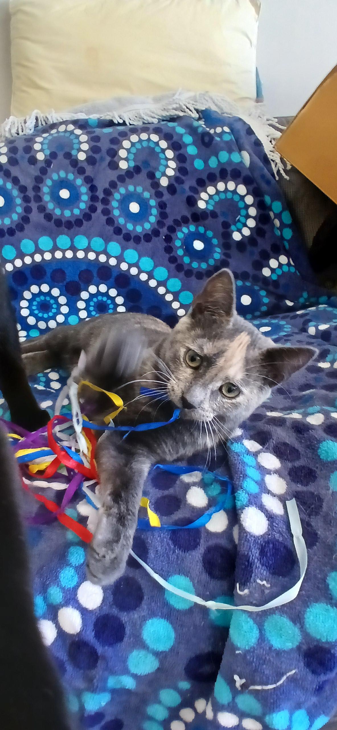 Enlarge PRINCESS DAISY, an adopted Domestic Short Hair in Tillsonburg, ON image 2/6