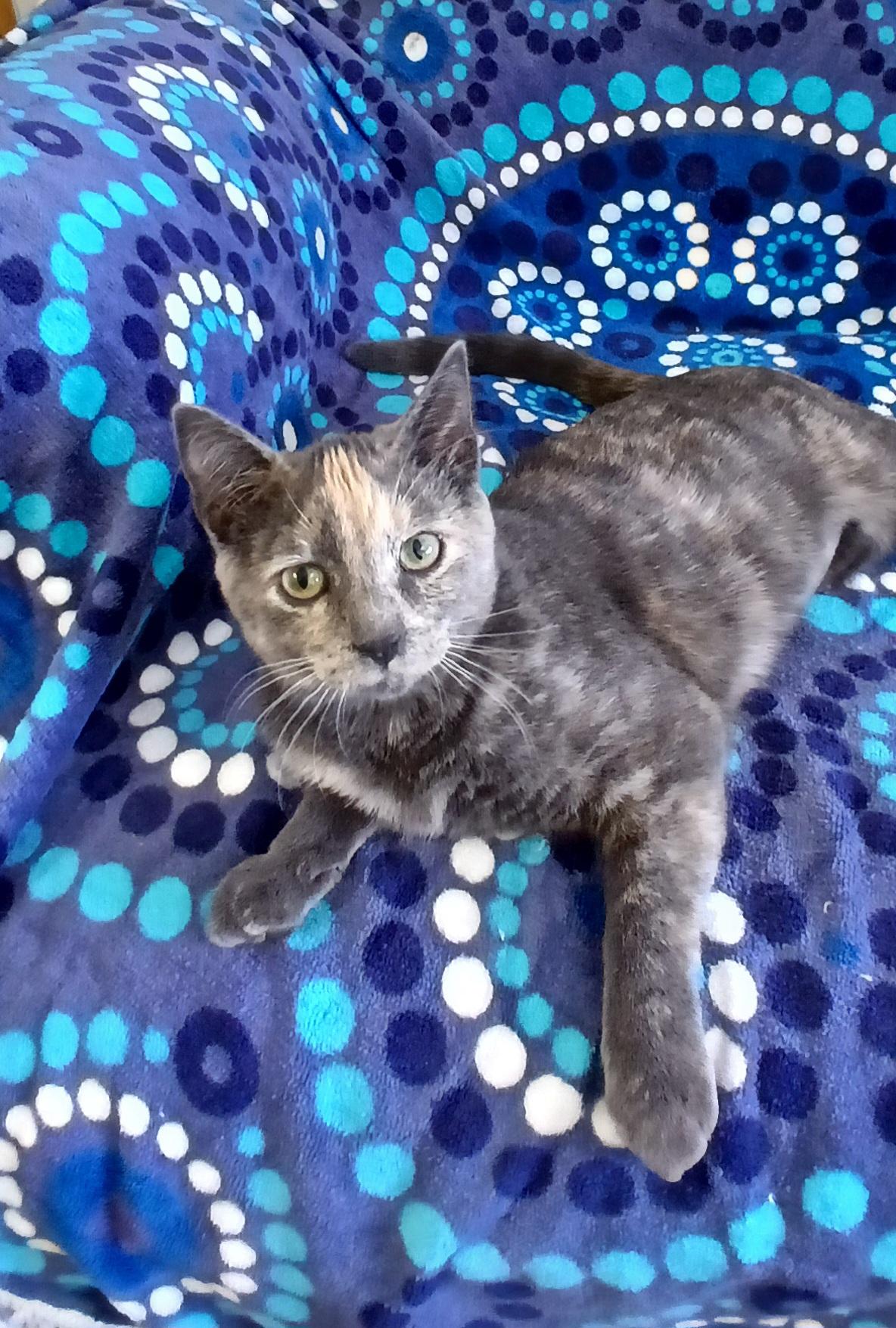 Enlarge PRINCESS DAISY, an adopted Domestic Short Hair in Tillsonburg, ON image 1/6