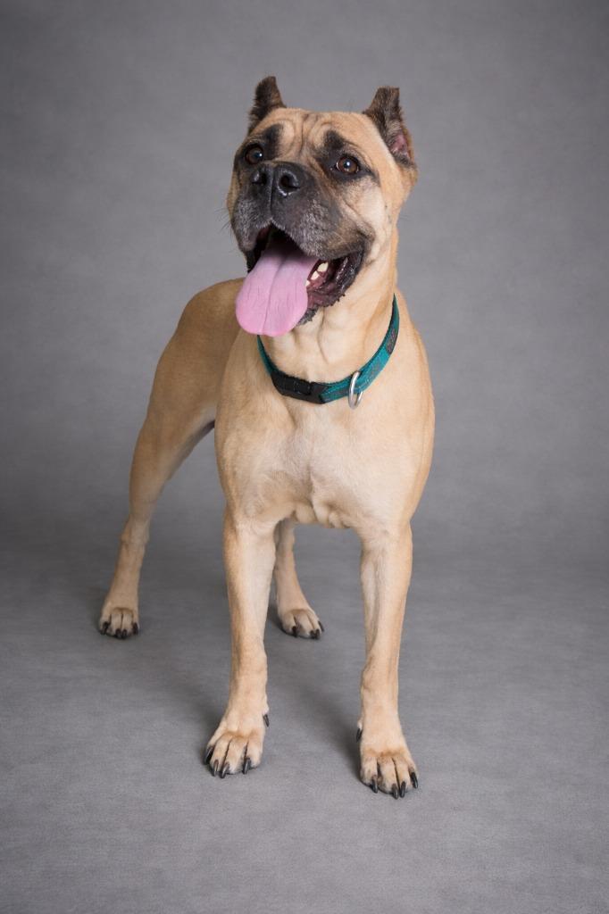 Fanny, Adopted, Young Female Cane Corso.