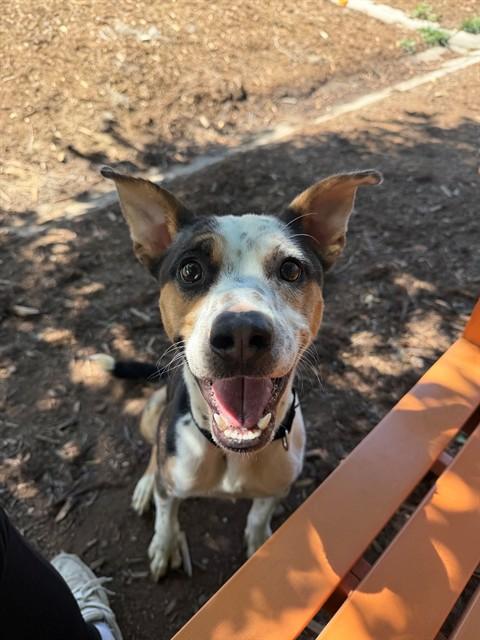 Enlarge MR BRIGHTSIDE, a Adoptable Australian Cattle Dog / Blue Heeler in Denver, CO image 1/1