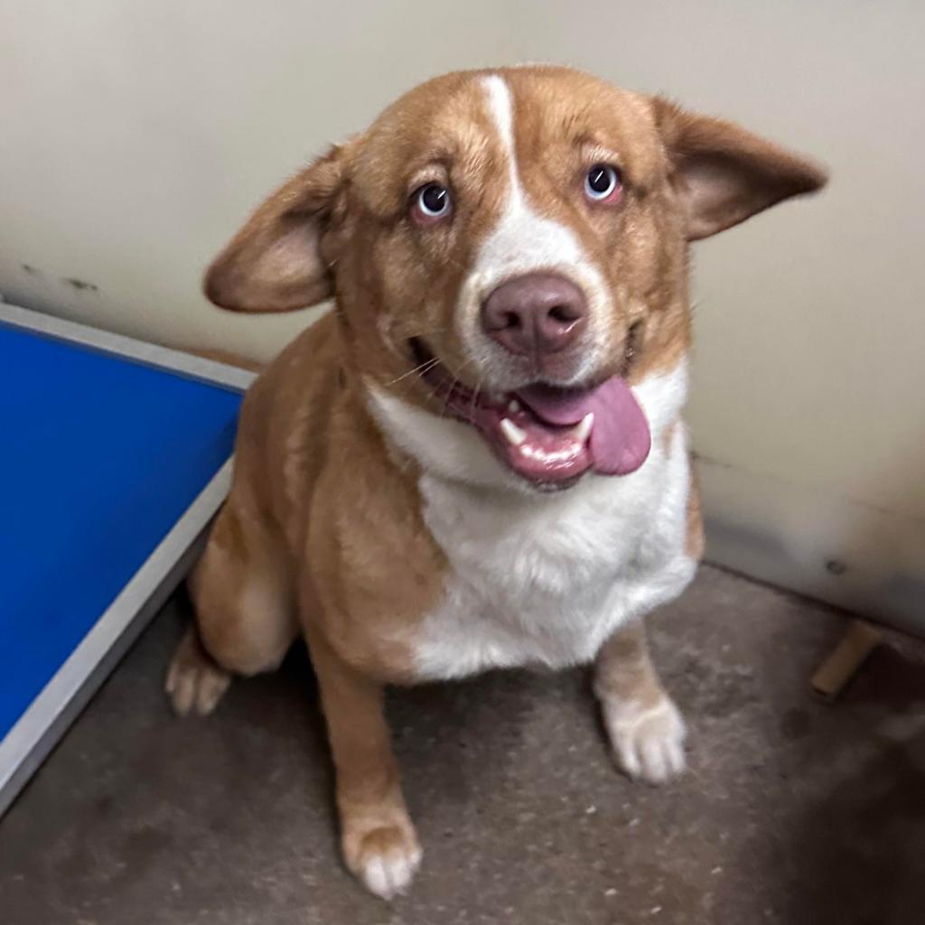 Enlarge Rocky, a Adoptable mixed breed in Stephenville, TX image 1/6