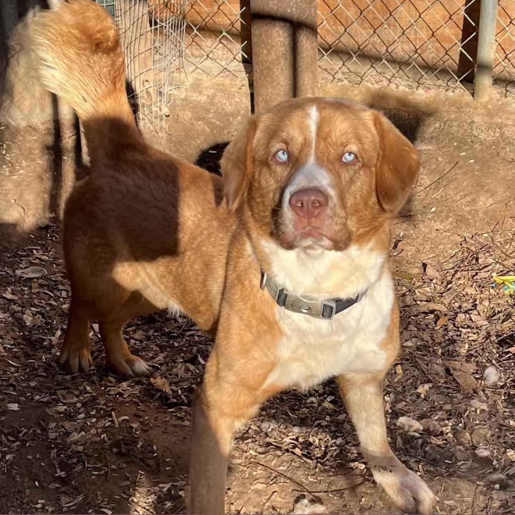 Enlarge Rocky, a Adoptable mixed breed in Stephenville, TX image 2/6