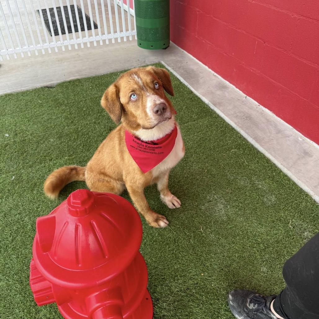 Enlarge Rocky, a Adoptable mixed breed in Stephenville, TX image 3/6